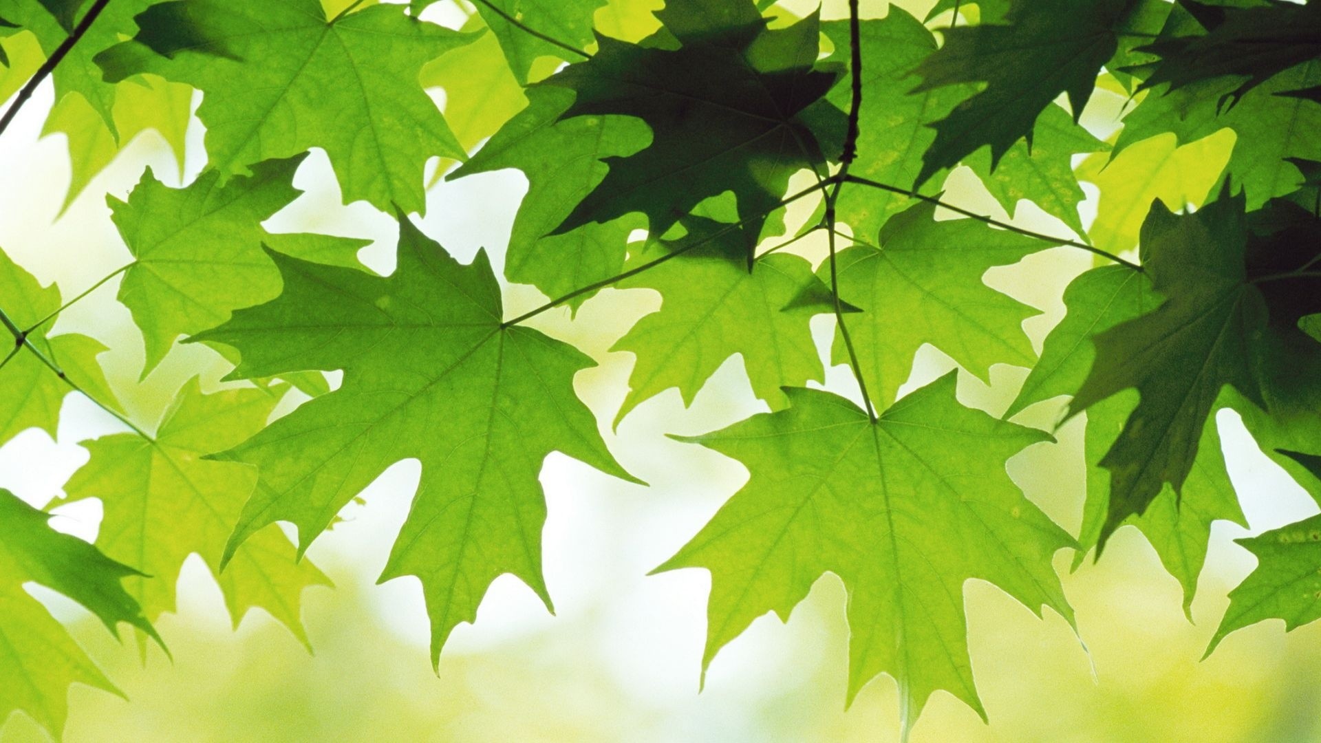 Foglie d'acero, Controluce, Verde, Full HD, sfondo per PC