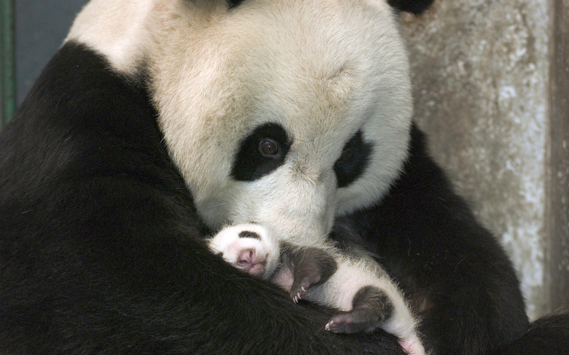 Panda gigante, Neonato, Mamma e cucciolo, 1920x1200, sfondo MacBook Pro