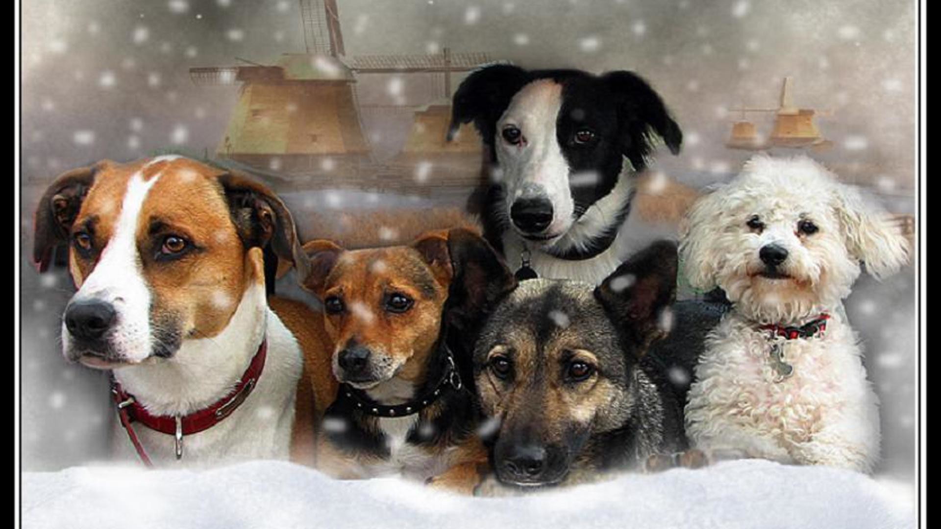 Cani, Neve, Gruppo, Inverno, 1920x1080, immagine di sfondo