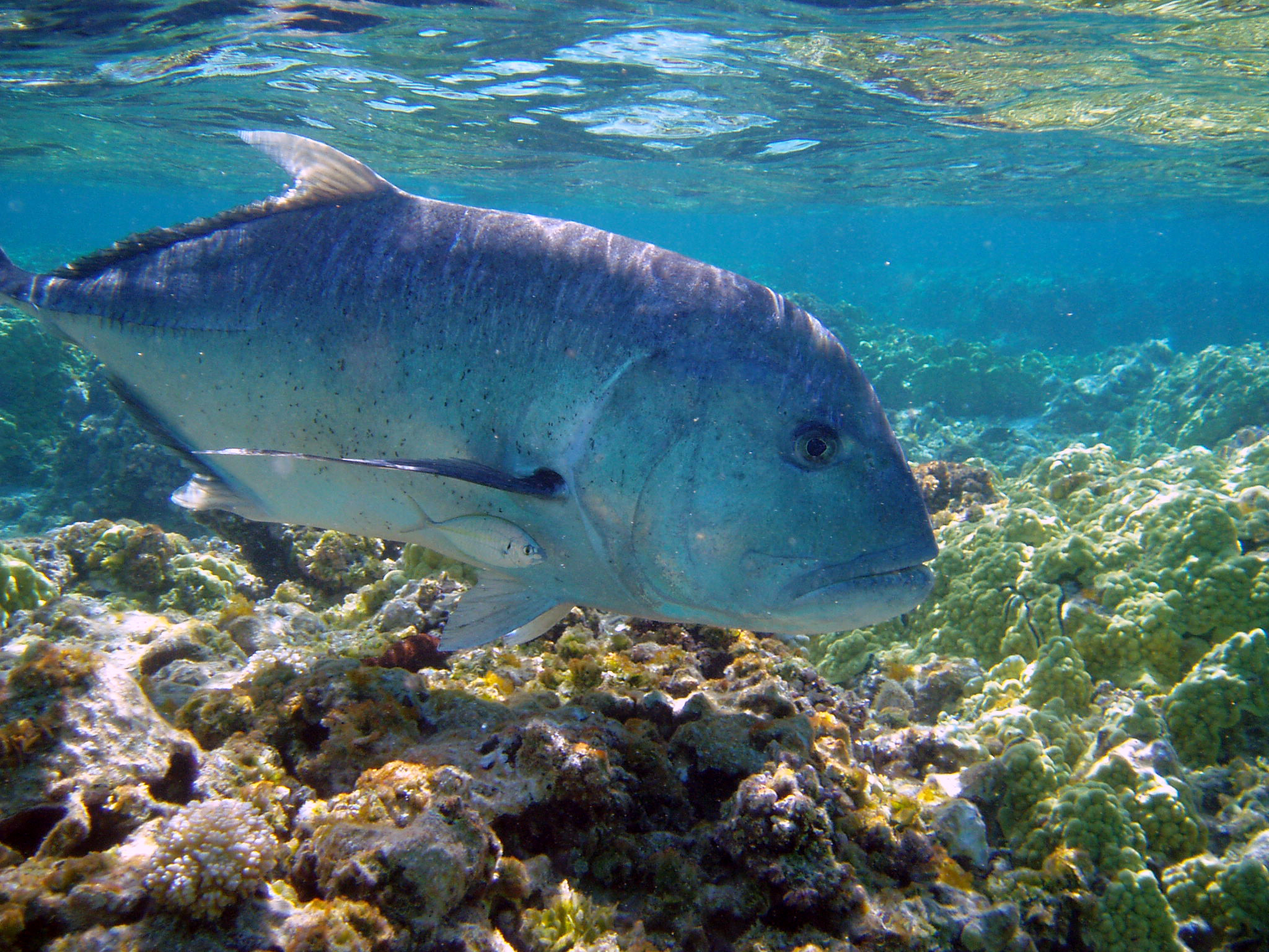 Carango, Pesce, Barriera corallina, Acque basse, Full HD, schermata di blocco iPad