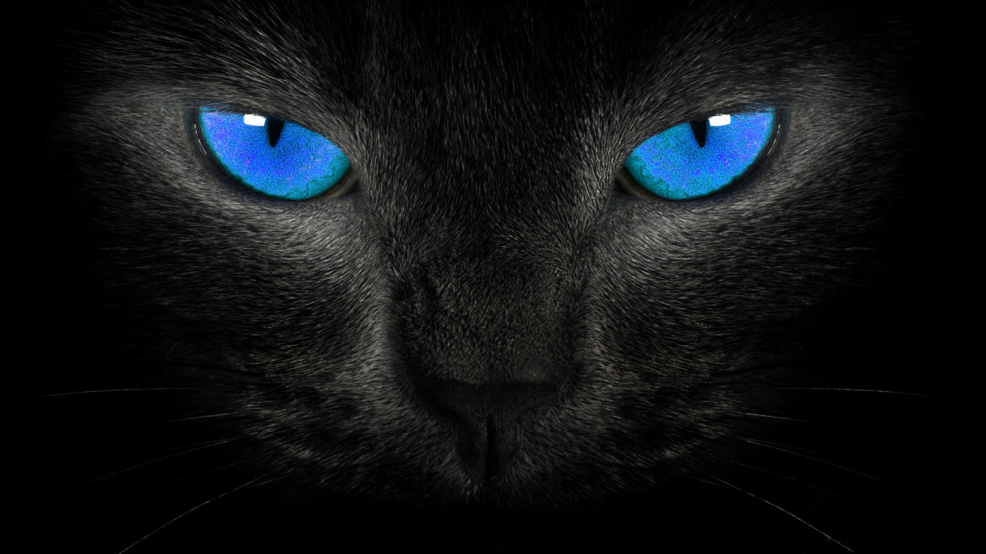 Gatto nero, Occhi blu, Primo piano, Sfondo nero, 16:9 Full HD, wallpaper widescreen