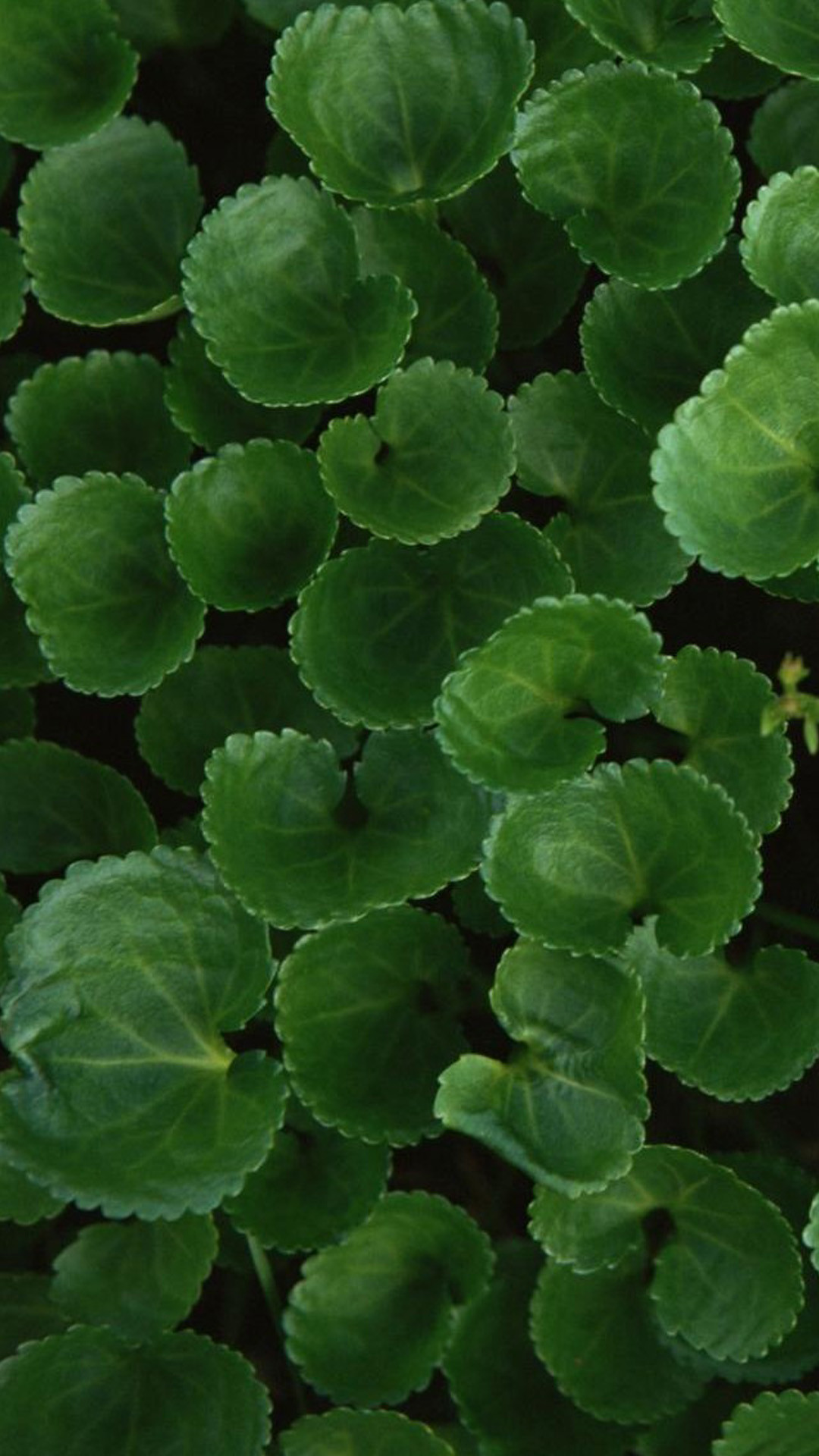 Foglie tonde, Pianta, Verde scuro, Full HD, sfondo verticale per cellulare