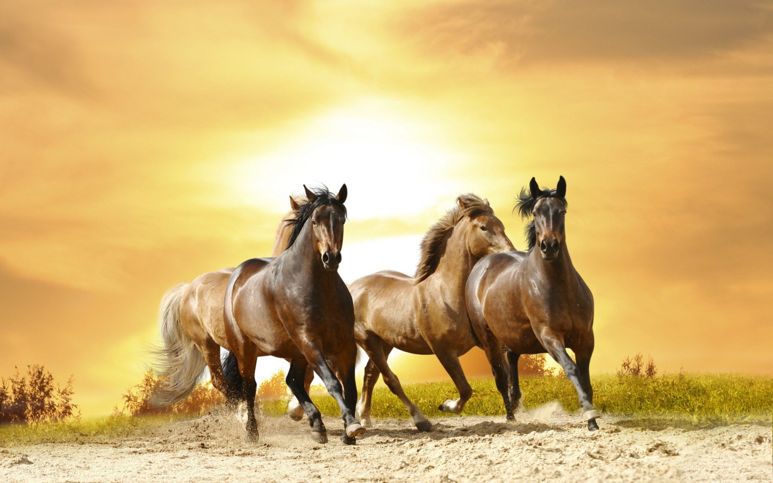 Cavalli, Galoppo, Tramonto, Polvere, 2K 1600p, sfondo desktop