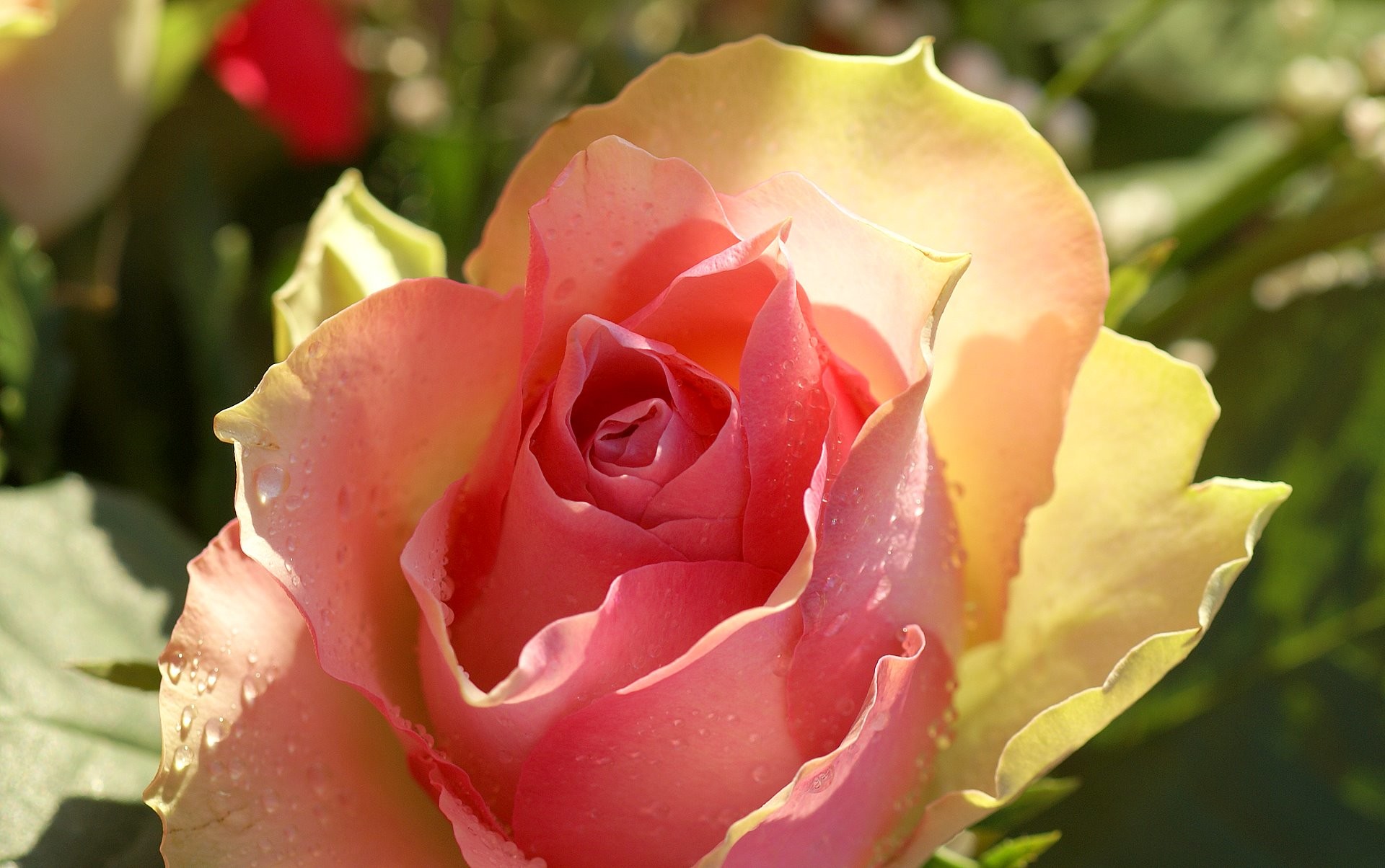 Rosa, Fiore, Rosa pesca, Primo piano, sfondo per il tuo desktop