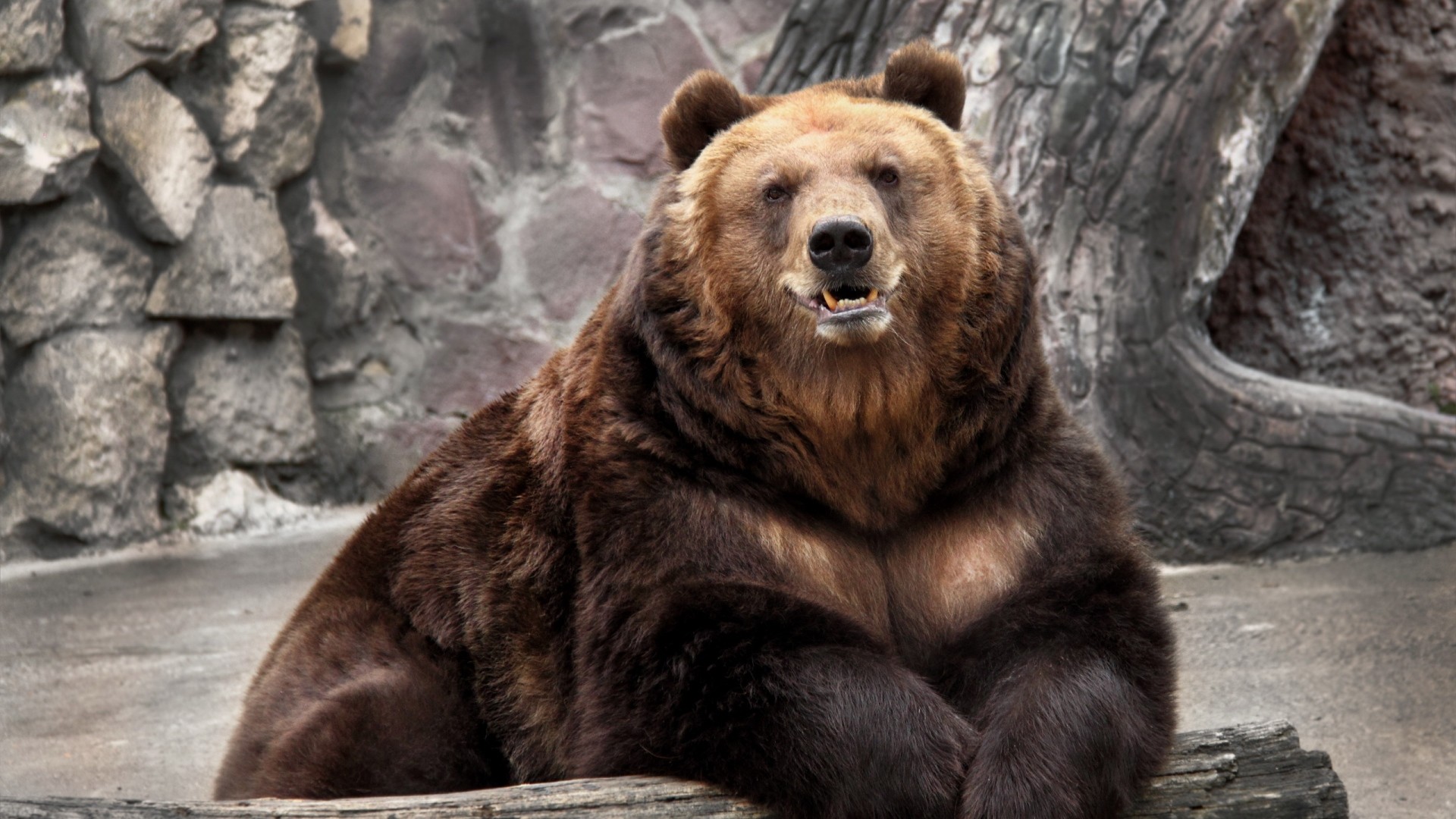 Orso bruno, Rocce, Ritratto, Zoo, 16:9 Full HD, sfondo widescreen
