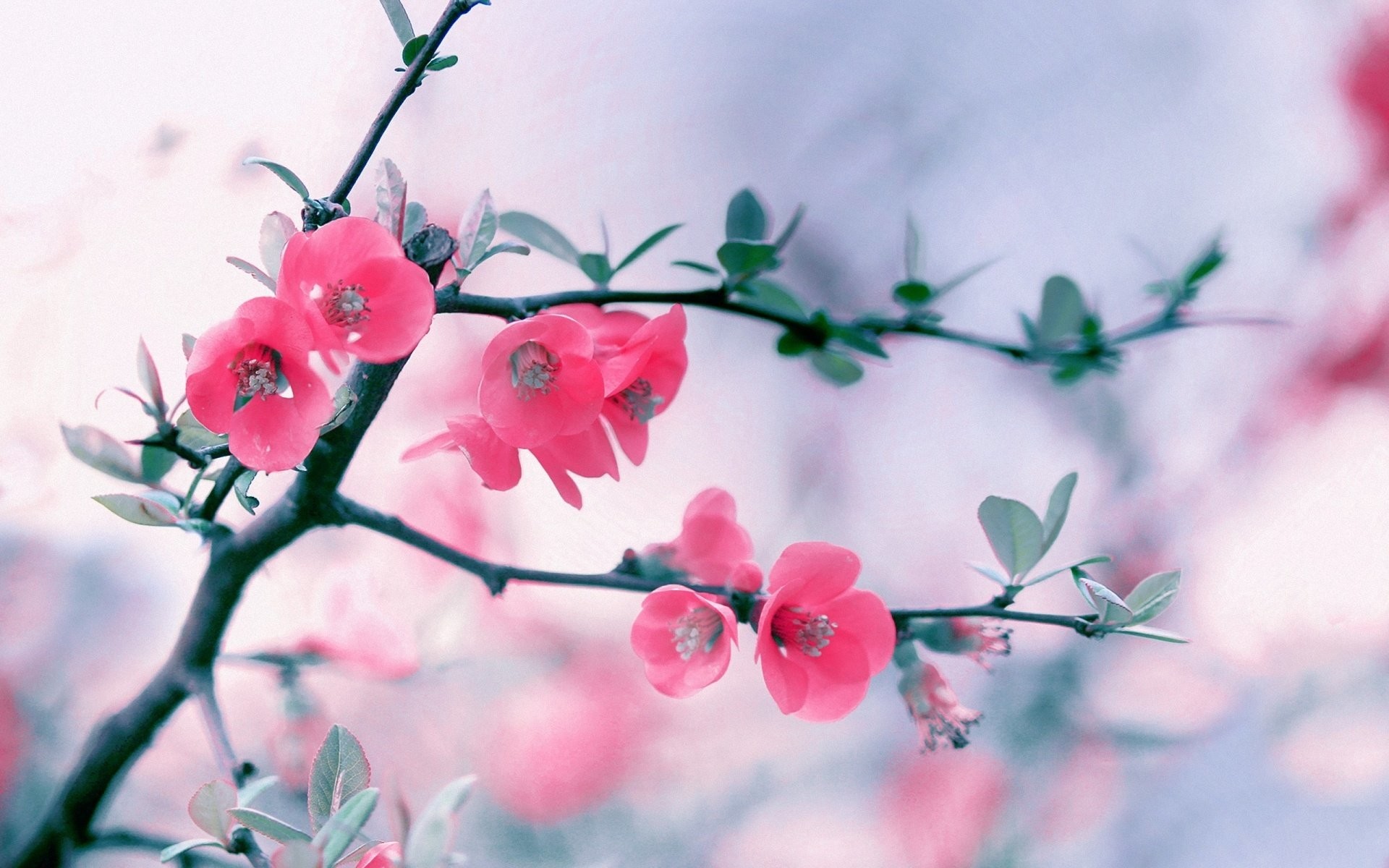 Fiori di cotogno, Ramo, Primavera, Rosa, Full HD, sfondo desktop