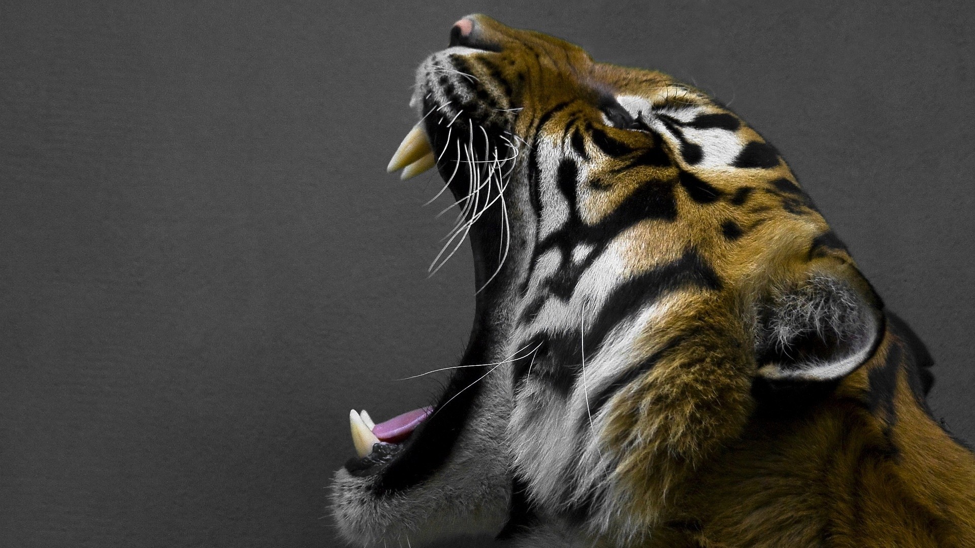 Tigre, Sbadiglio, Zanne, Sfondo grigio, Full HD, wallpaper desktop