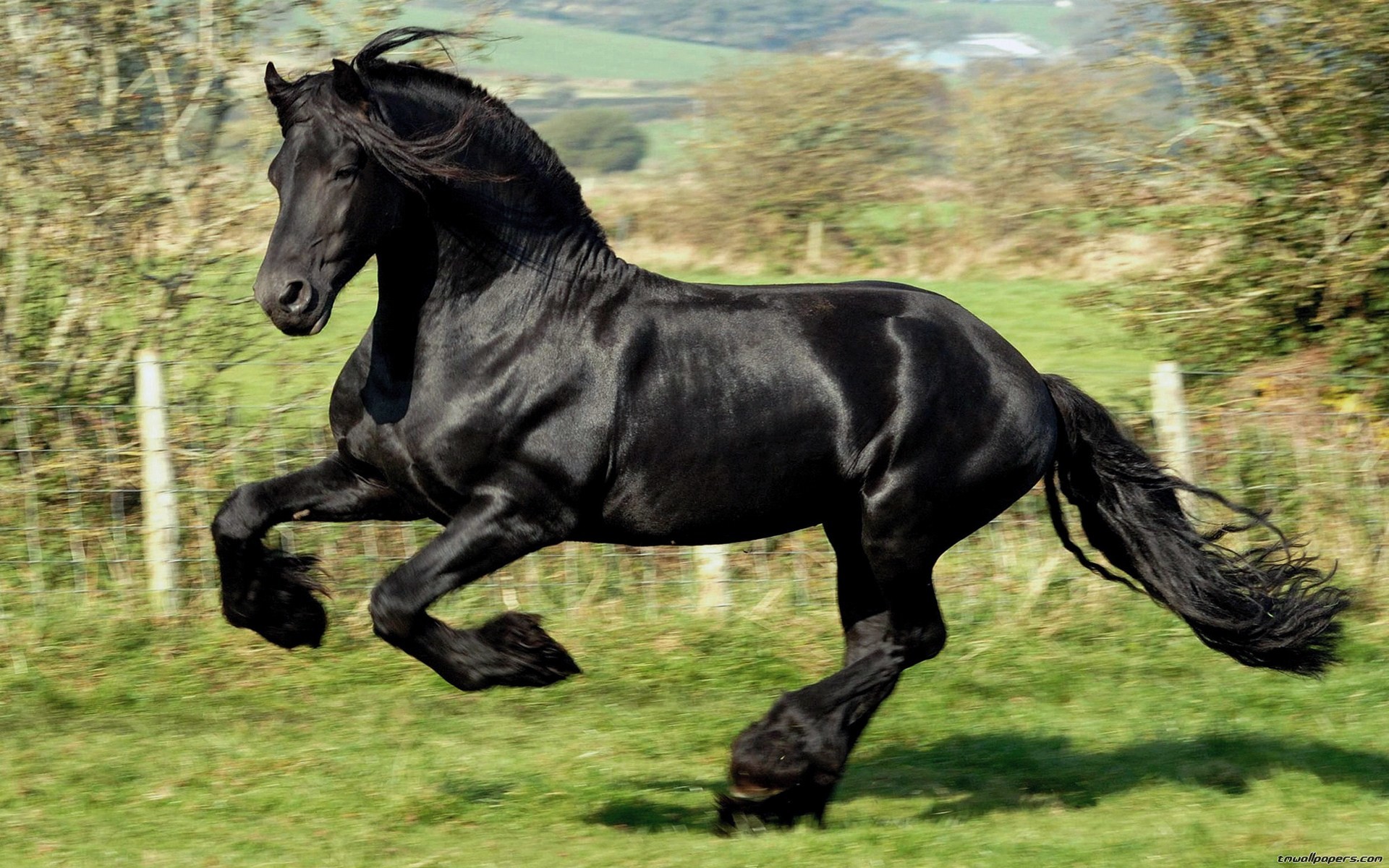 Cavallo nero, Frisone, Galoppo, Prato, 1920x1200, sfondo MacBook Pro