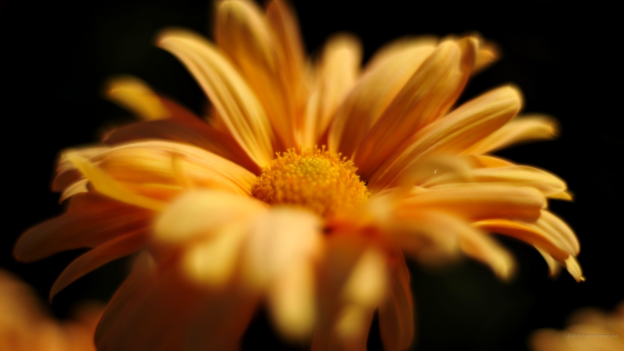 Margherita arancione, Fiore, Sfondo nero, 2K, wallpaper per computer