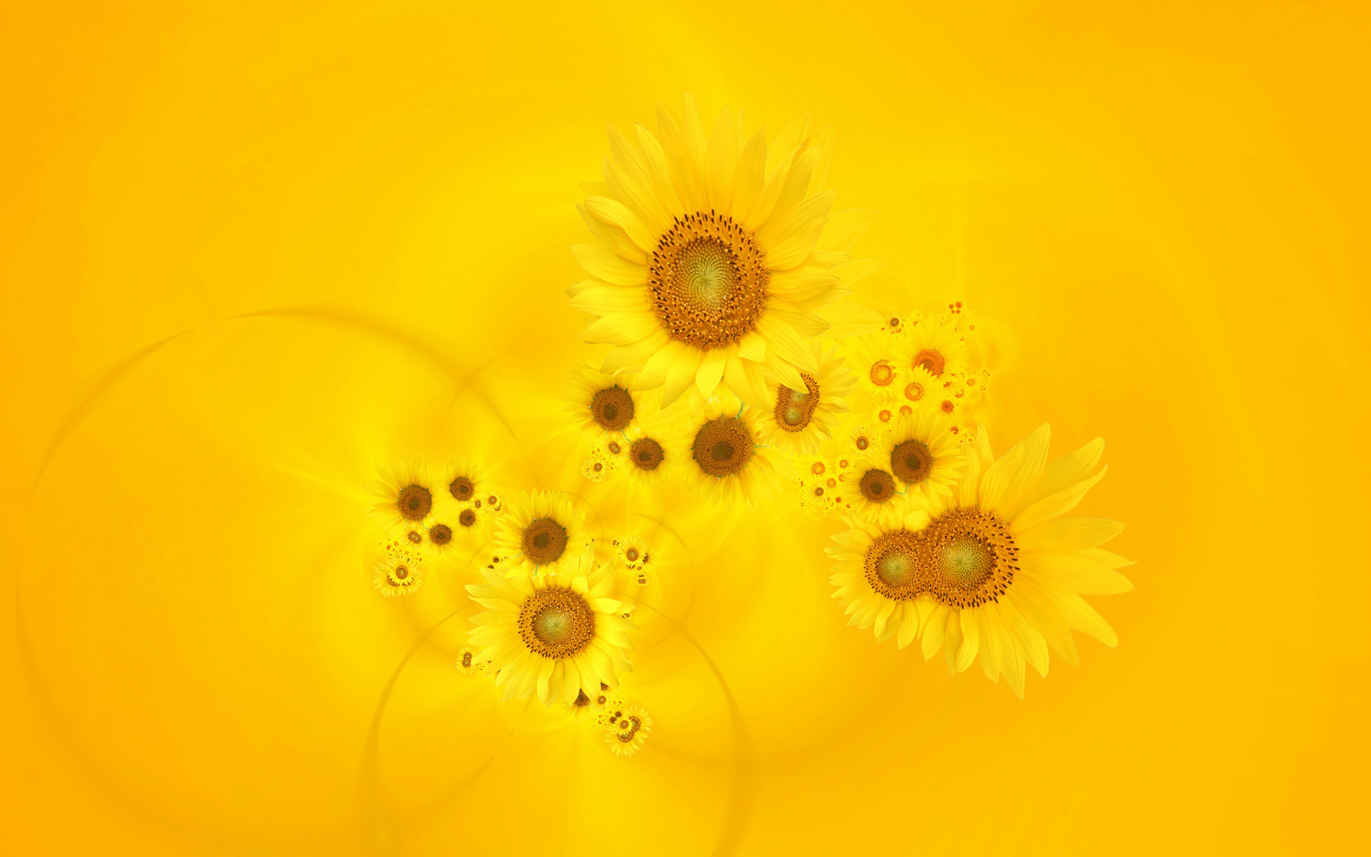 Girasoli, Cerchi, Giallo oro, Arte digitale, 1920x1200, sfondo MacBook Pro