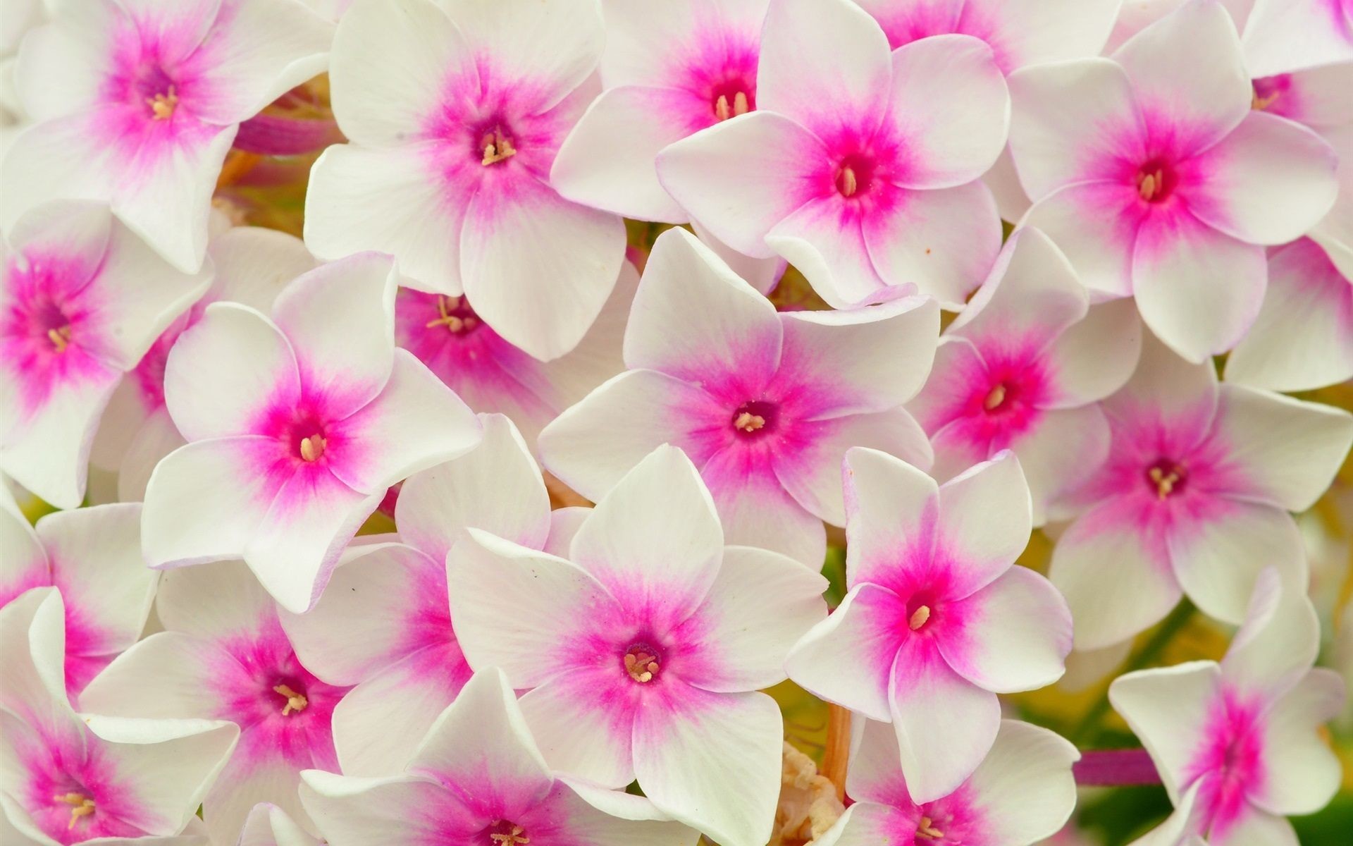 Phlox, Fiori bianchi e rosa, Macro, 1920x1200, immagine di sfondo