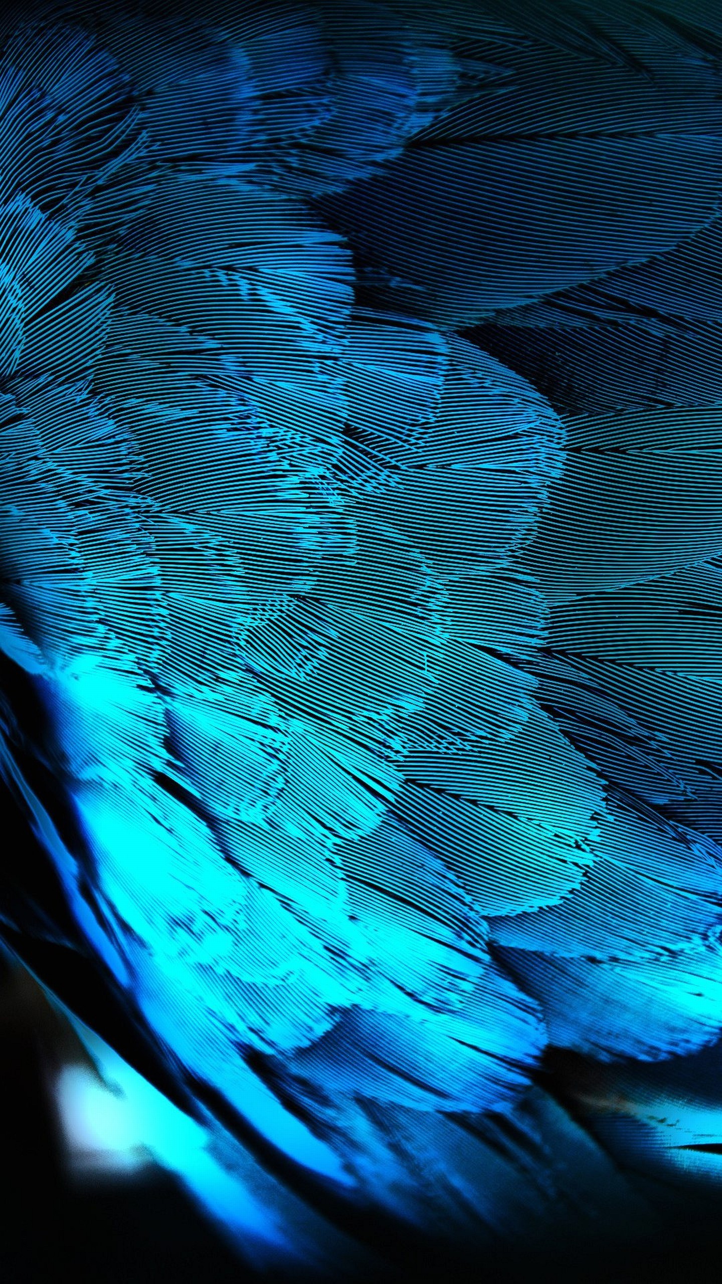 Piume, Azzurro, Macro, Texture, QHD+, schermata di blocco LG G3