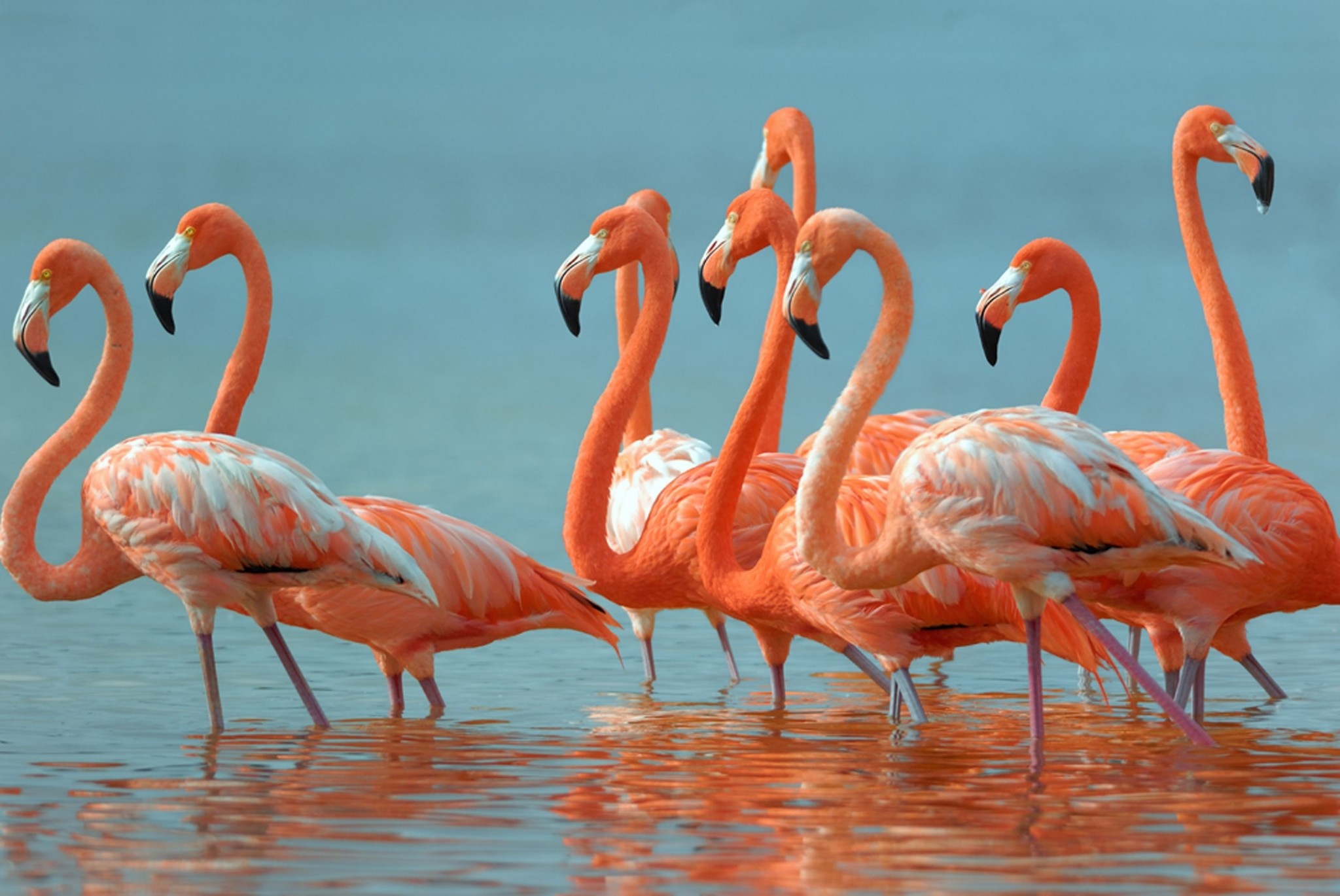 Fenicotteri americani, Stormo, Acqua, Arancione, Full HD, sfondo per portatile