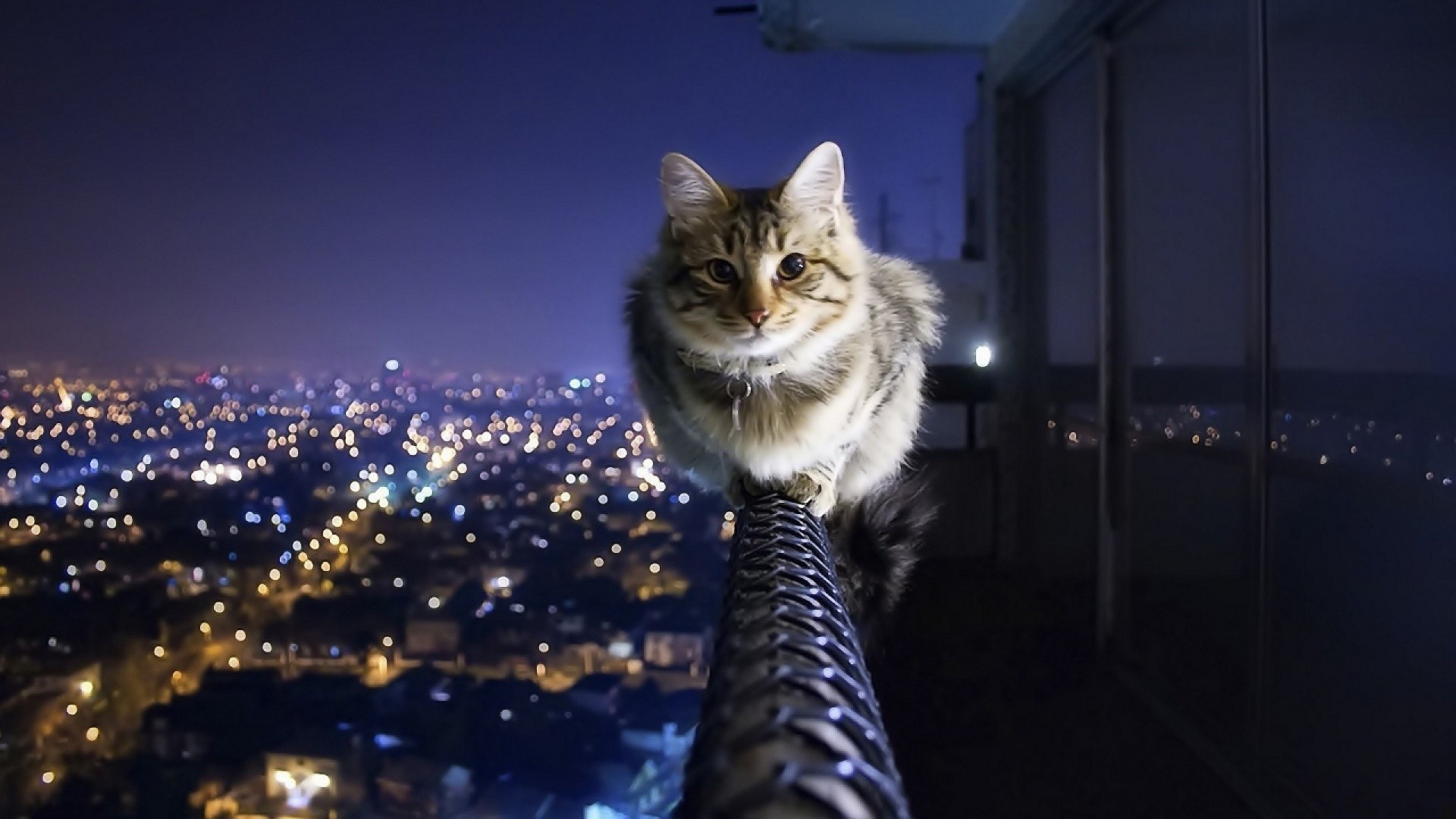 Gatto, Tubo, Città di notte, Full HD, sfondo per portatile