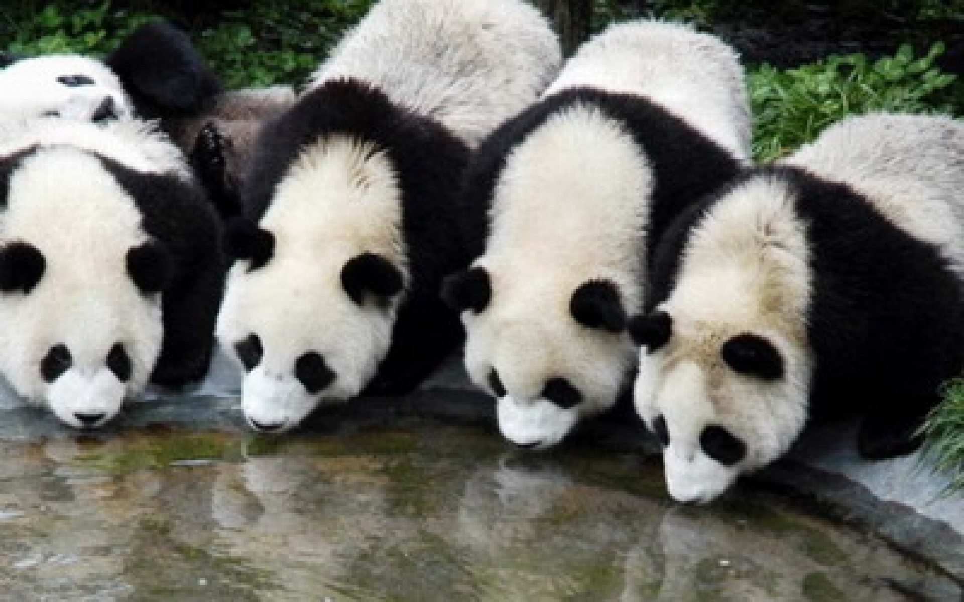 Cuccioli di panda, Gruppo, Acqua, Full HD, sfondo Windows 11