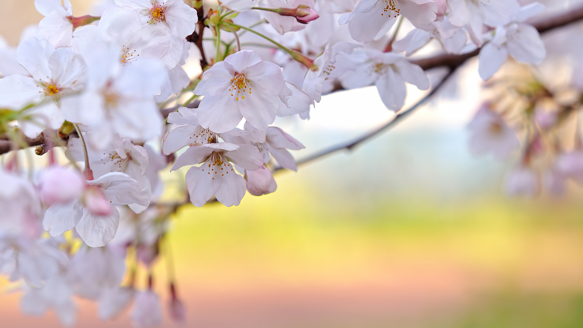 Fiori di ciliegio, Ramo, Bokeh, Primavera, Full HD, sfondo per PC e portatile