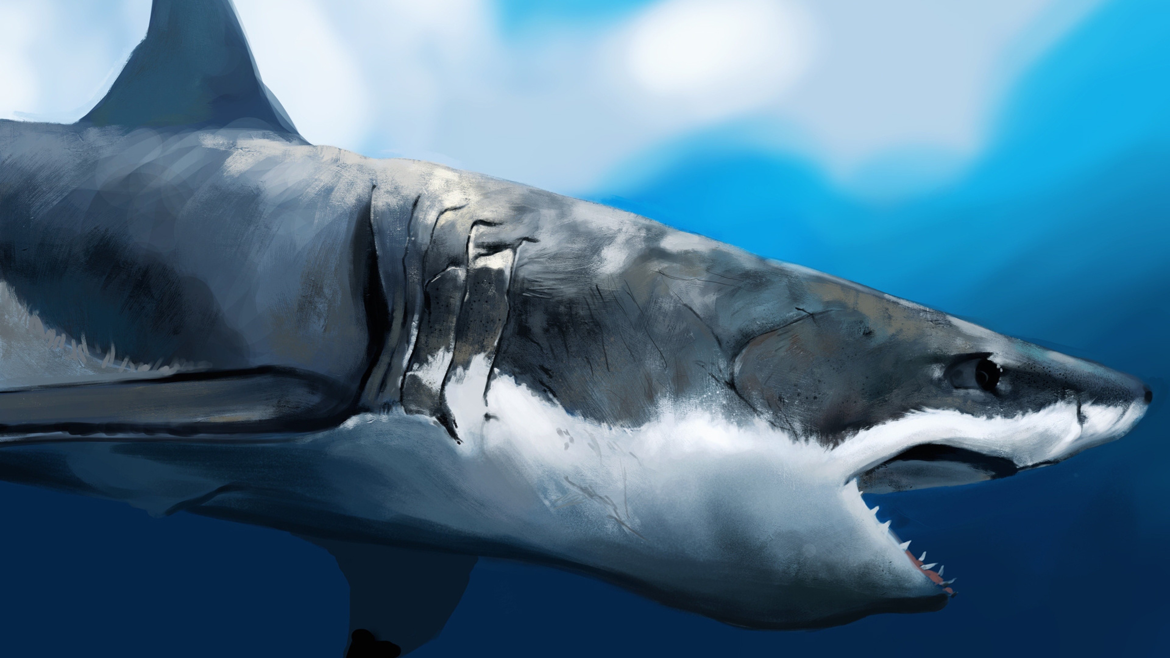 Squalo bianco, Primo piano, Oceano, Cicatrici, 4K, sfondo per PC
