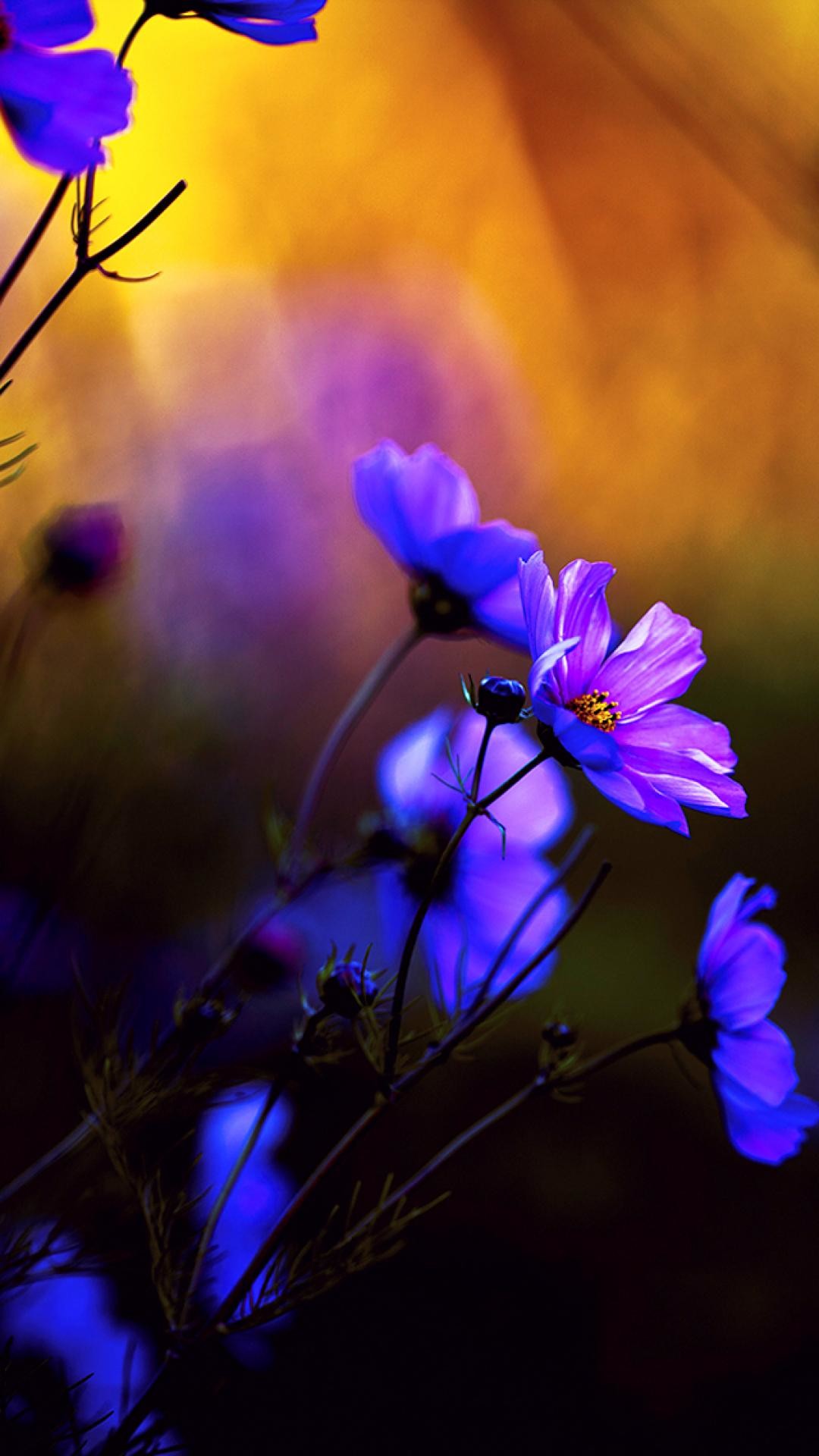 Fiori viola, Cosmos, Bokeh, Full HD, sfondo iPhone 16