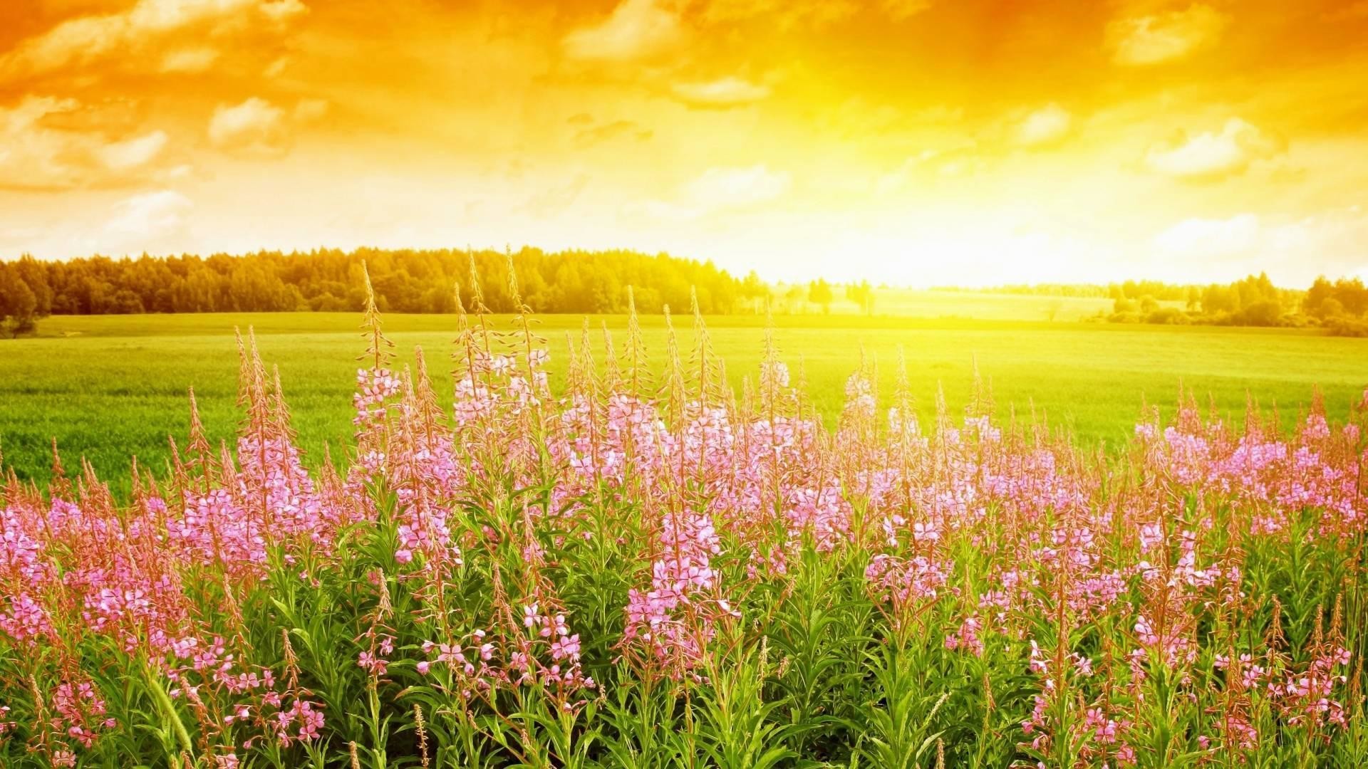 Prato fiorito, Epilobio, Tramonto, Campagna, Full HD, sfondo per portatile