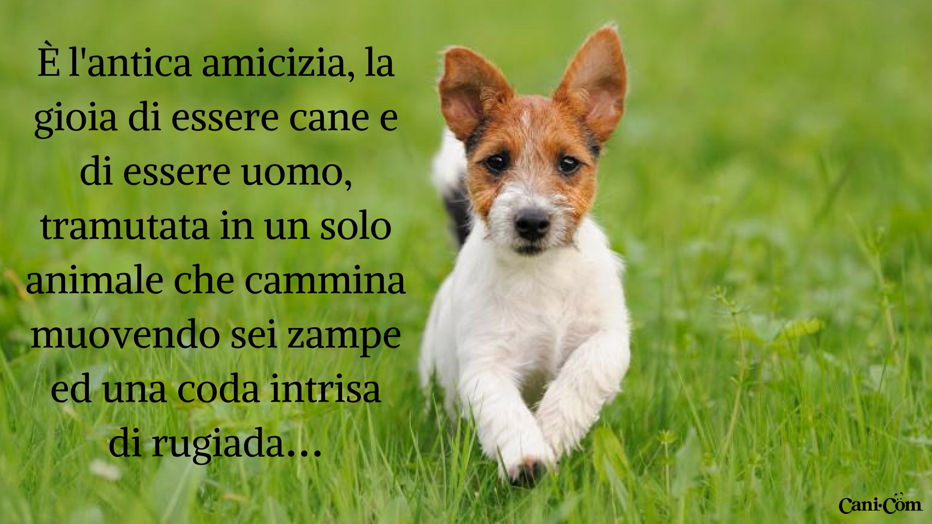 Jack Russell Terrier, Citazione, Amicizia uomo-cane, Prato, Full HD 1080p, sfondo desktop