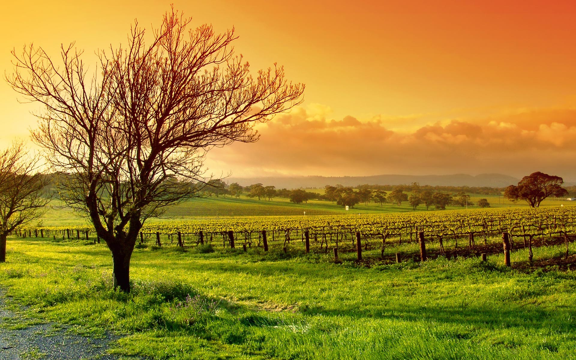 Vigneto, Albero spoglio, Tramonto, Campagna, 1920x1200, immagine di sfondo