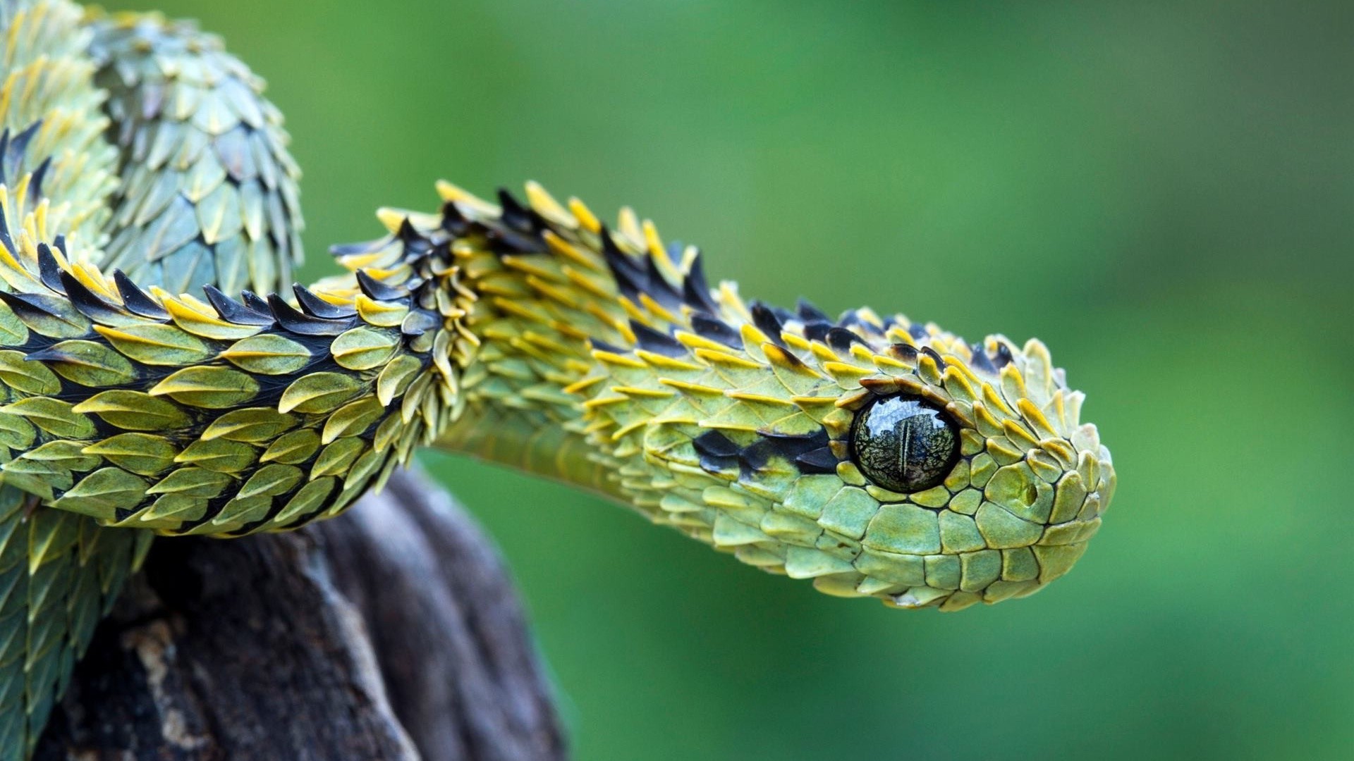 Atheris hispida, Vipera cespugliosa, Squame carenate, Ramo, Full HD, sfondo Windows 11