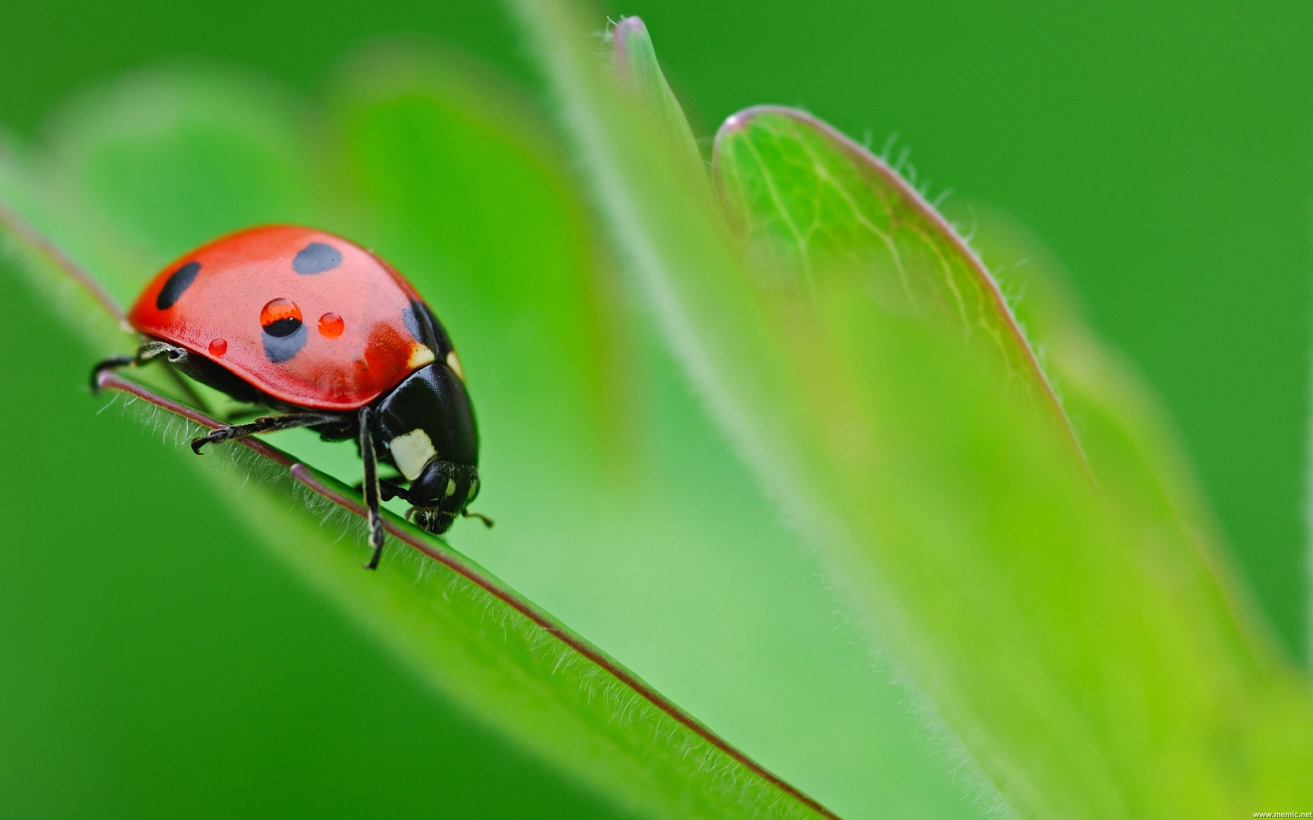 Coccinella, Foglia, Macro, Verde, Natura, 2K, sfondo per il tuo desktop