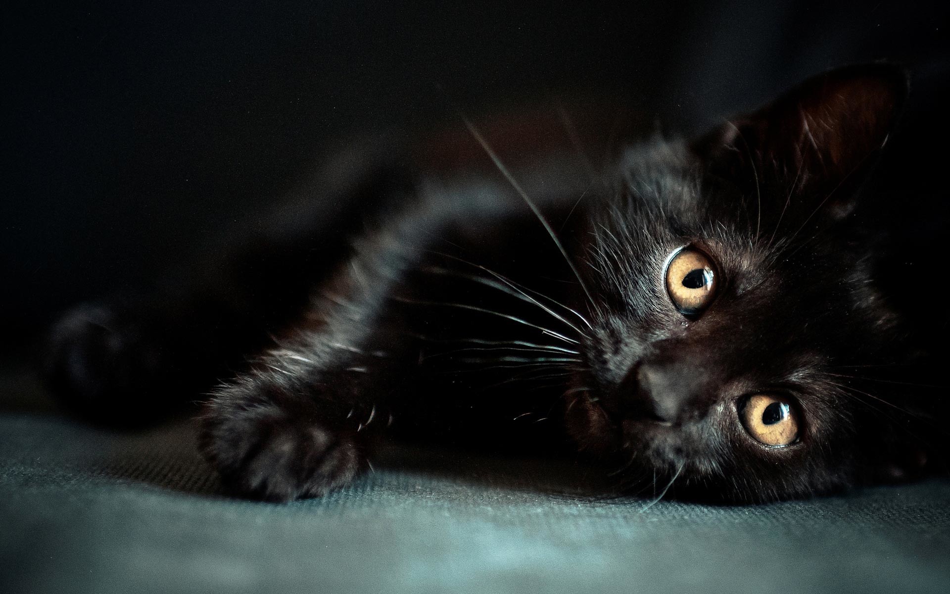 Gatto nero, Occhi gialli, Sdraiato, Scuro, 1920x1200, sfondo MacBook Pro