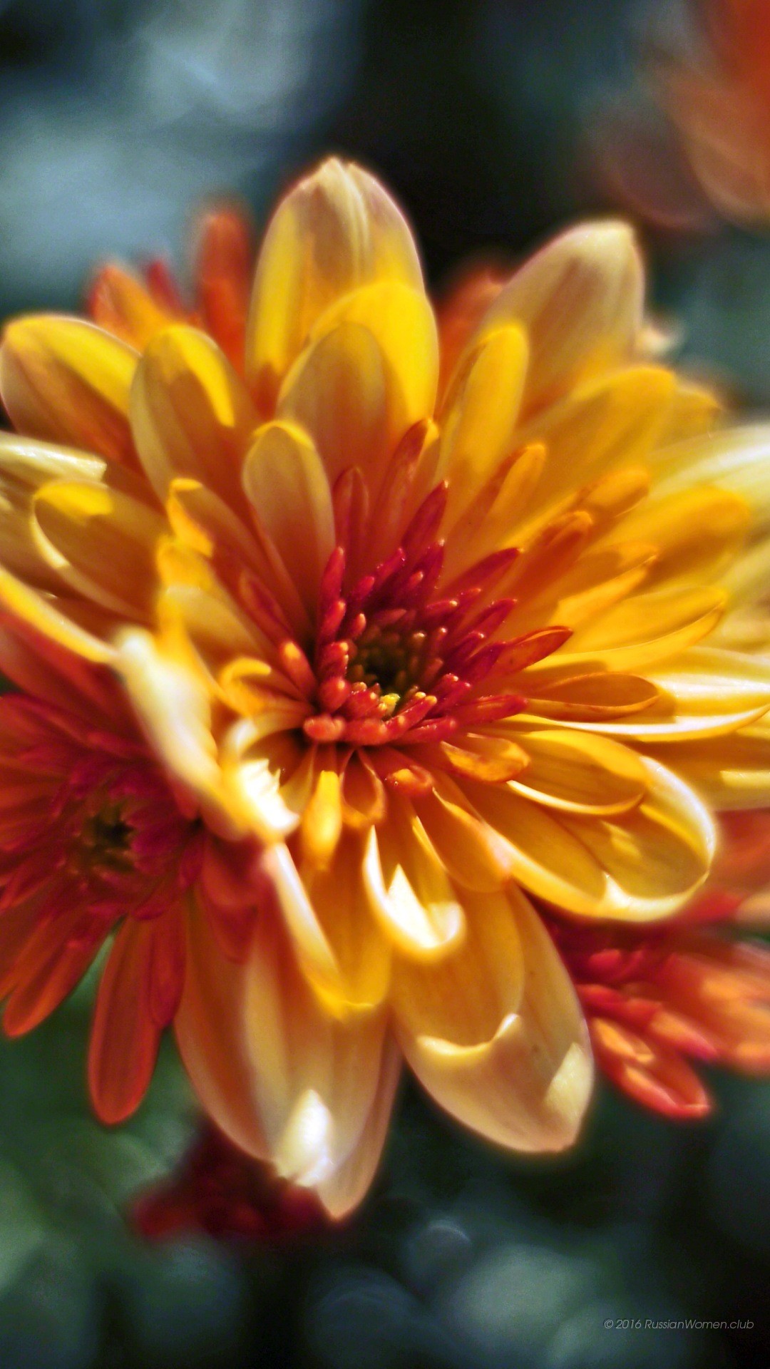 Crisantemo, Arancione, Macro, sfondo Huawei P9 Full HD