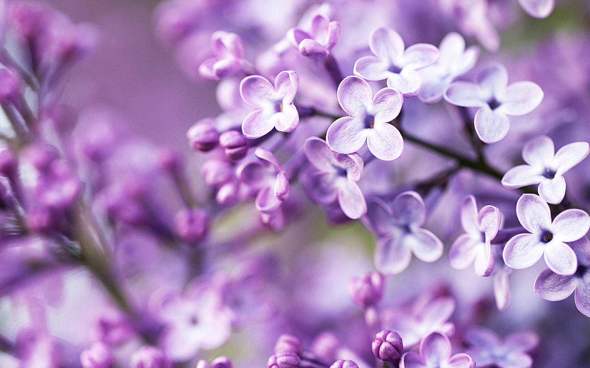 Lillà, Fiori viola, Rami fioriti, Primo piano, 1920x1200, sfondo MacBook Pro