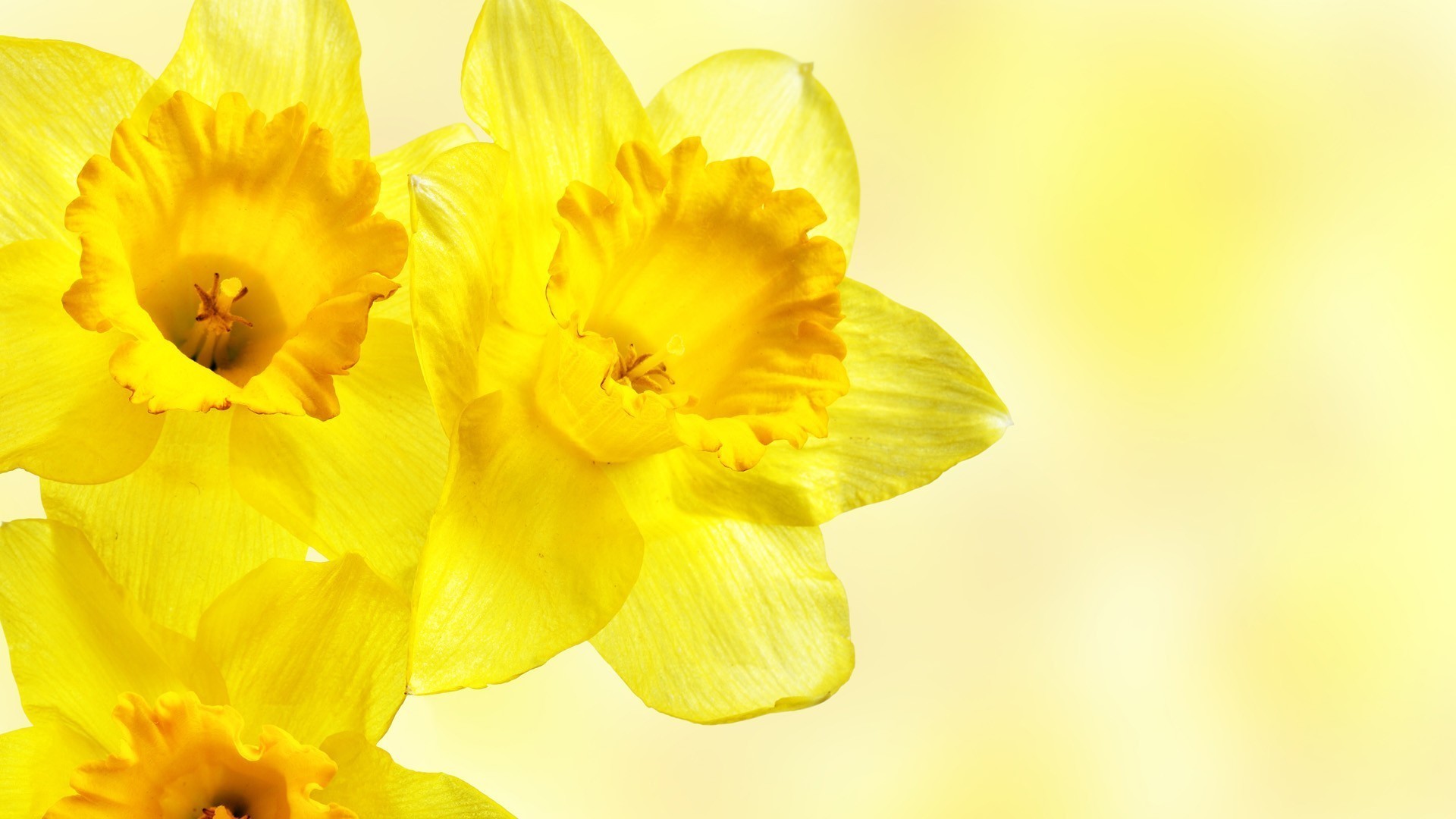 Narcisi, Fiori gialli, Primavera, Luce soffusa, 1920x1080, immagine di sfondo