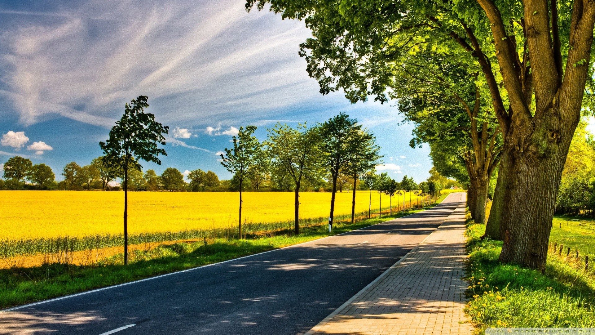 Strada, Viale alberato, Campo di colza, Cielo azzurro, Full HD, sfondo per portatile