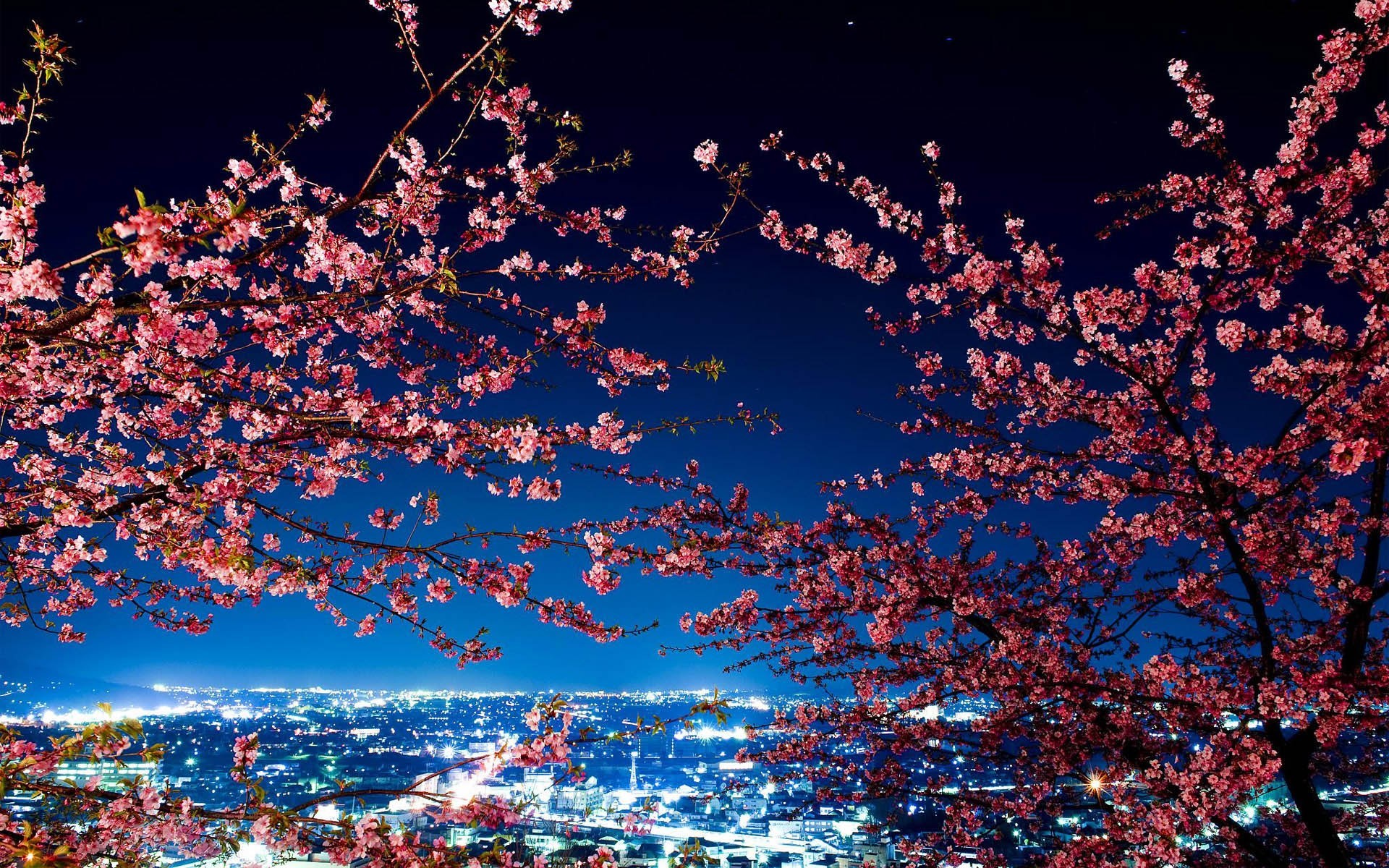 Tokyo, Ciliegi in fiore, Sakura, Luci notturne, 1920x1200, sfondo per PC