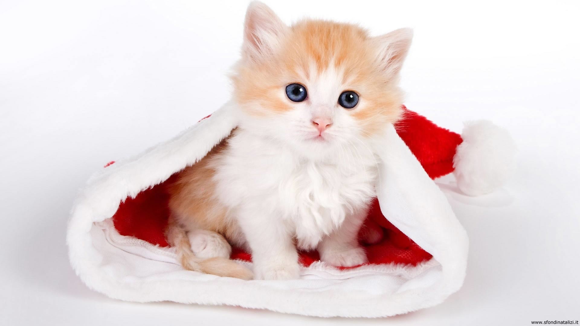 Gattino, Cappello di Babbo Natale, Sfondo bianco, 16:9 Full HD, wallpaper widescreen