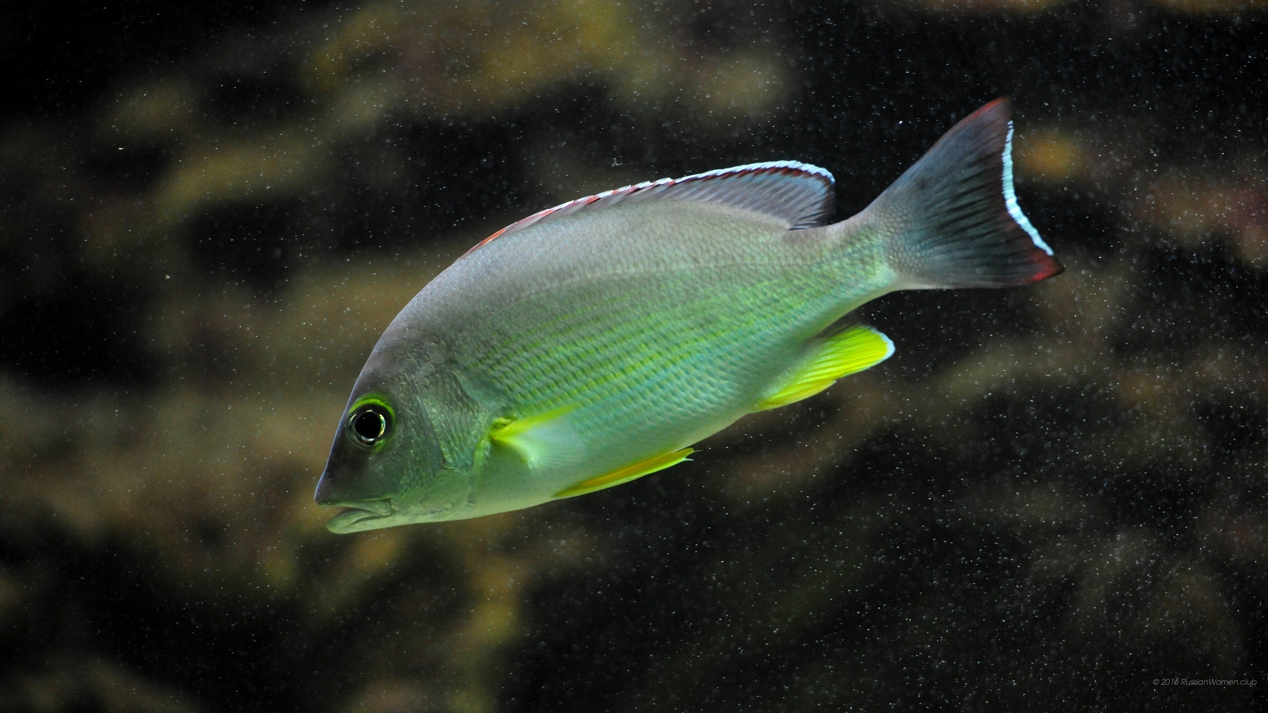 Pesce, Acquario, Verde, 2560x1440, sfondo per PC