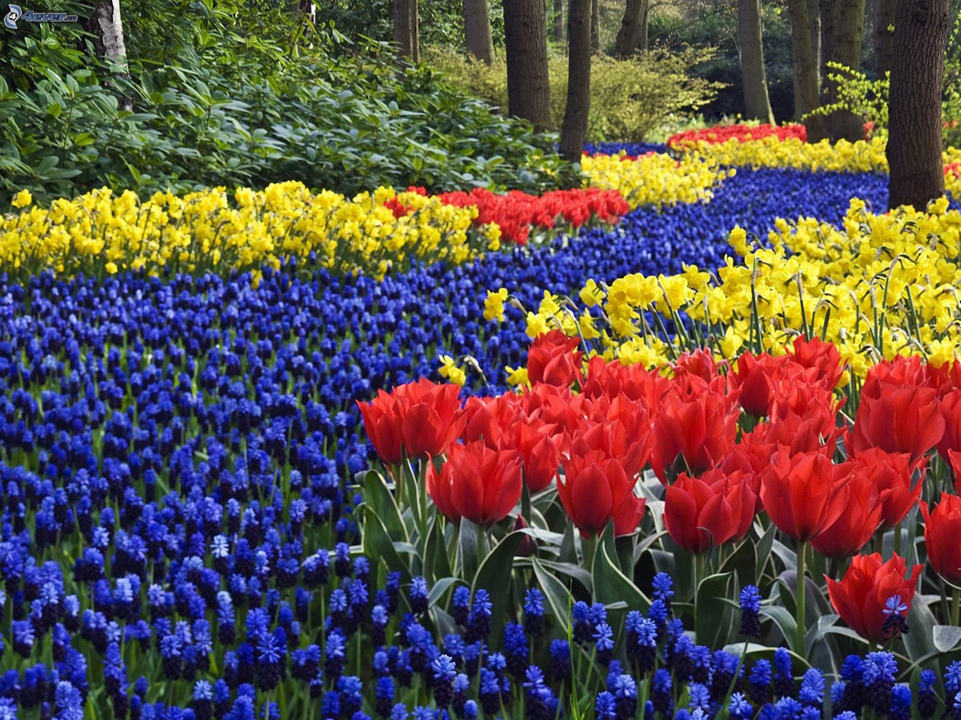 Keukenhof, Tulipani, Muscari, Giardino fiorito, Primavera, sfondo per iPad e tablet