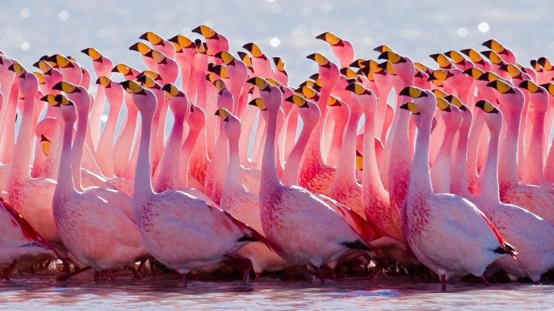 Fenicotteri, Stormo, Rosa, Primo piano, Full HD, sfondo Windows 11