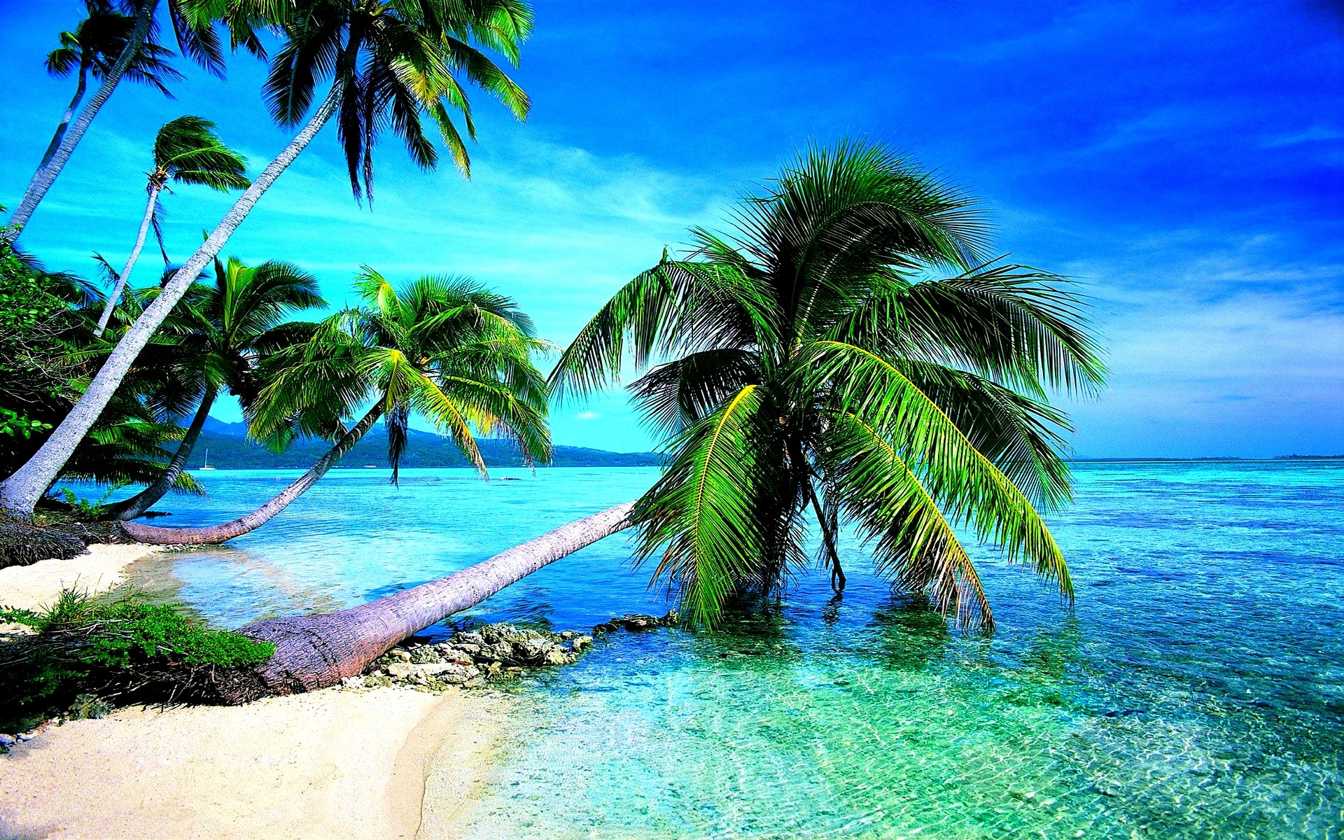 Palme, Mare cristallino, Tropicale, 1920x1200, immagine di sfondo