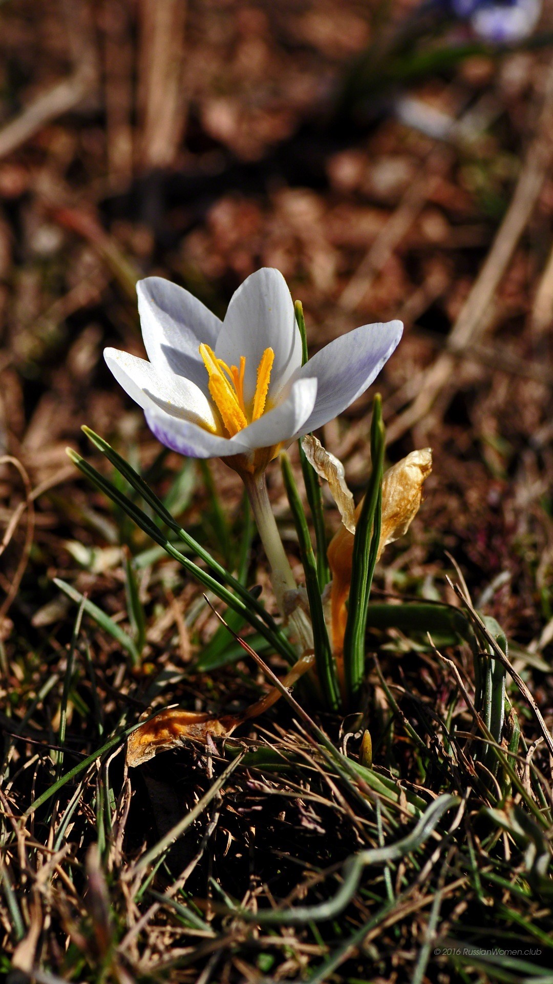 Croco, Fiore bianco, Primavera, Full HD, schermata di blocco Huawei