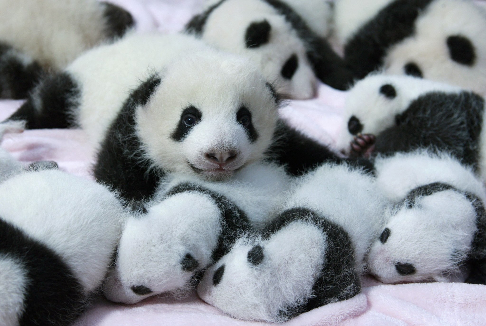 Cuccioli di panda, Gruppo, Tenerezza, Full HD, sfondo per portatile