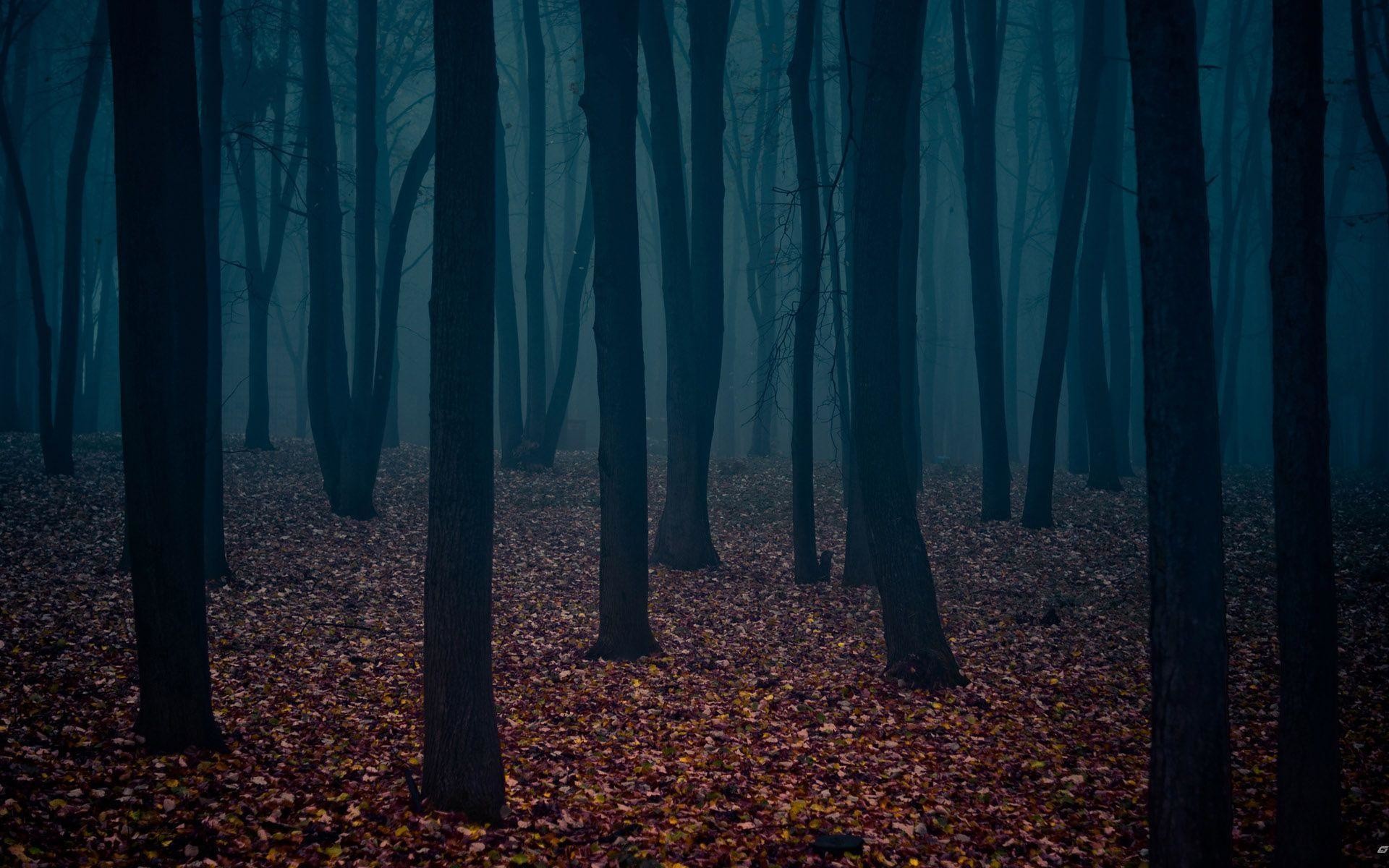 Foresta oscura, Foglie autunnali, Nebbia, Autunno, Full HD, sfondo per PC