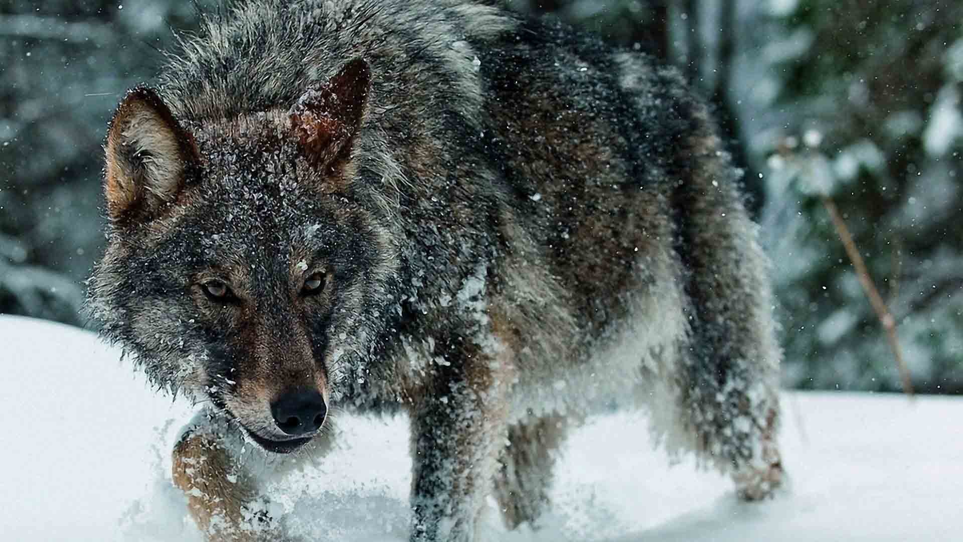 Lupo, Neve, Bosco, Inverno, Full HD, sfondo per portatile
