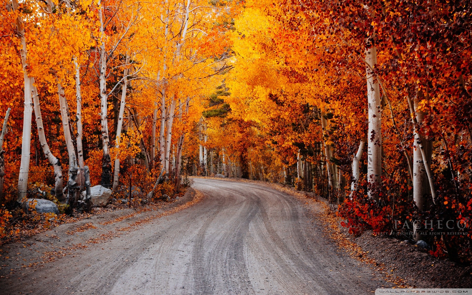 Betulle, Autunno, Strada sterrata, Foliage, 1920x1200, wallpaper desktop