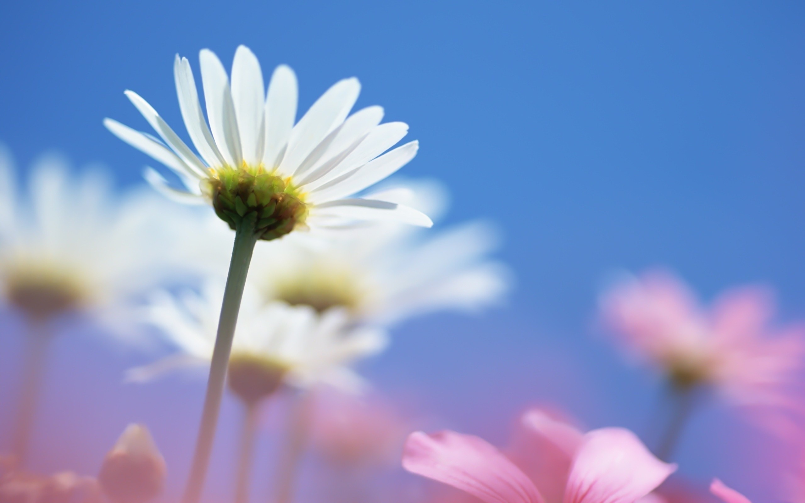Margherite, Fiori, Cielo blu, 16:10 2K, sfondo widescreen
