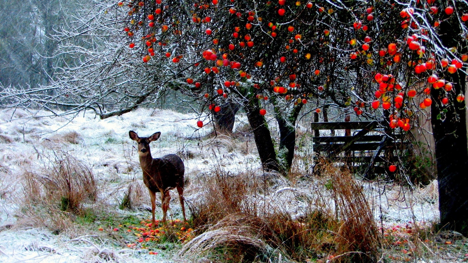 Cerbiatto, Melo, Neve, Mele rosse, 16:9 Full HD, sfondo widescreen
