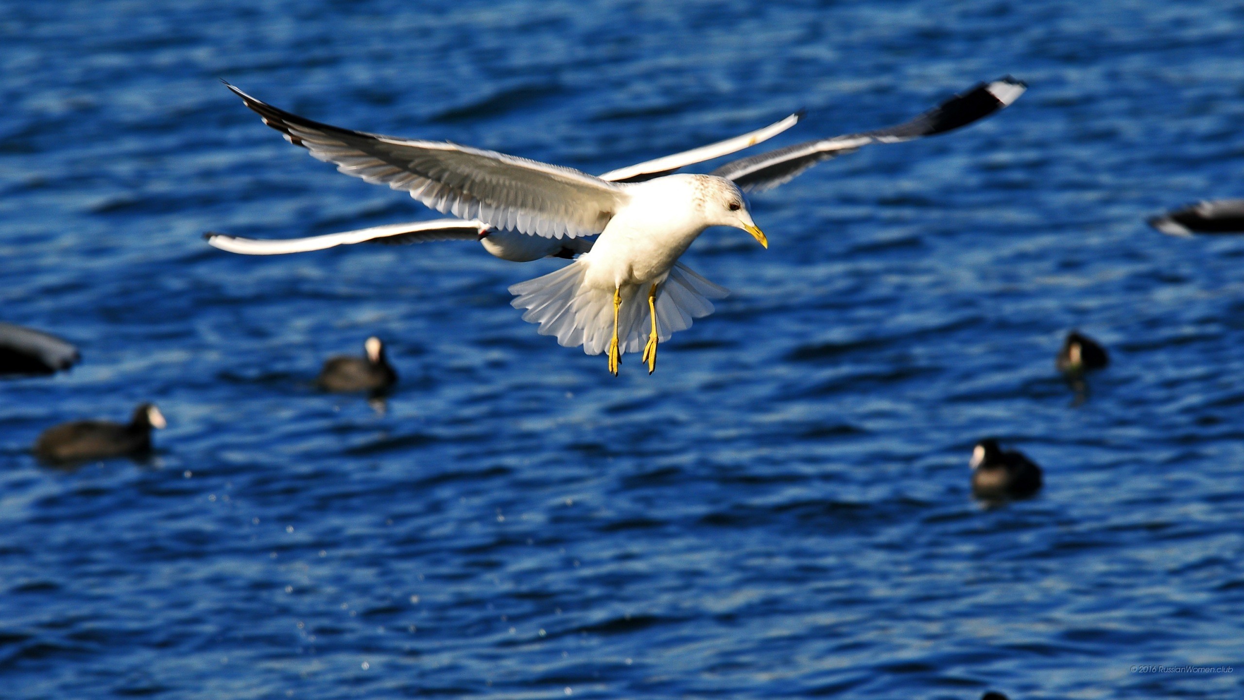 Gabbiano, Volo, Mare blu, 2K, wallpaper per computer