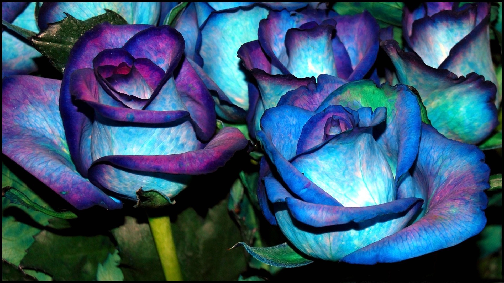 Rose blu, Rose, Blu, Viola, 1920x1080, sfondo per PC
