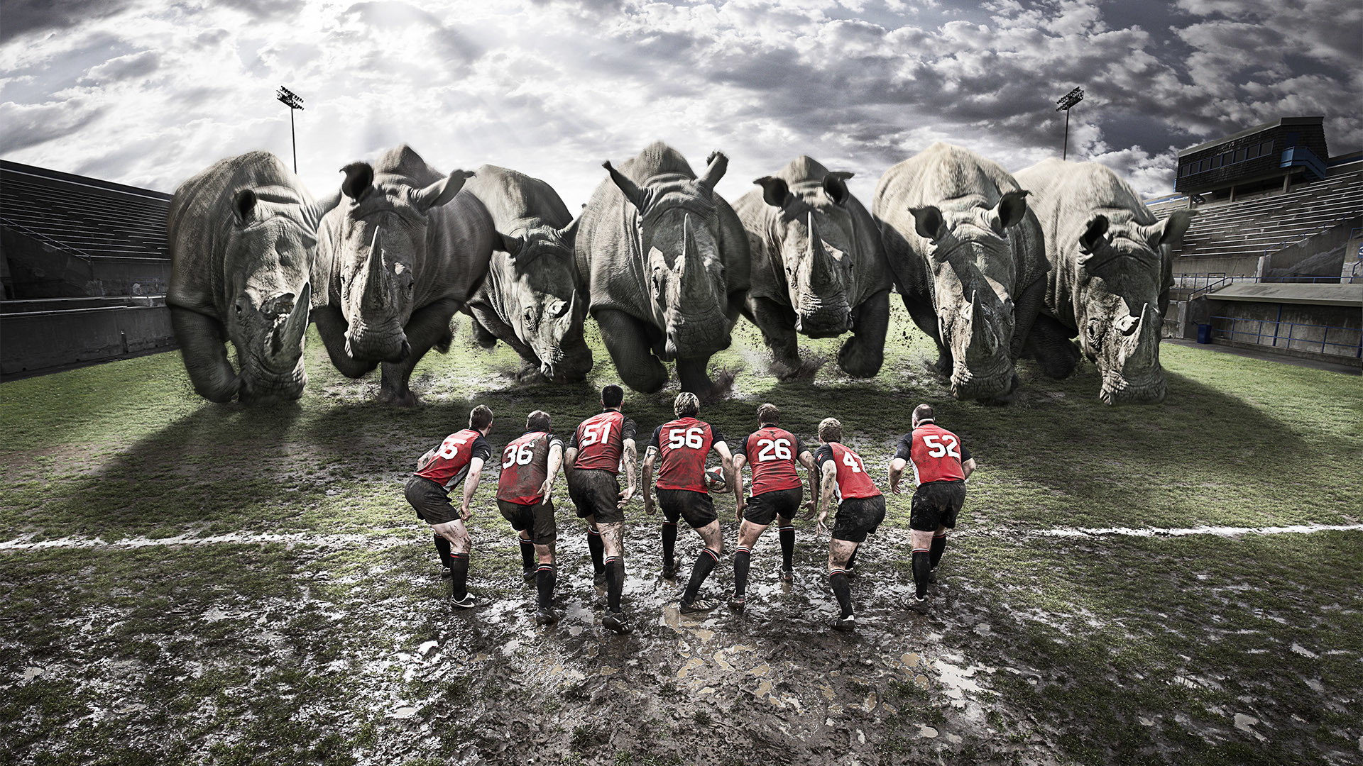 Rugby, Rinoceronti, Giocatori, Stadio, Full HD, wallpaper per computer