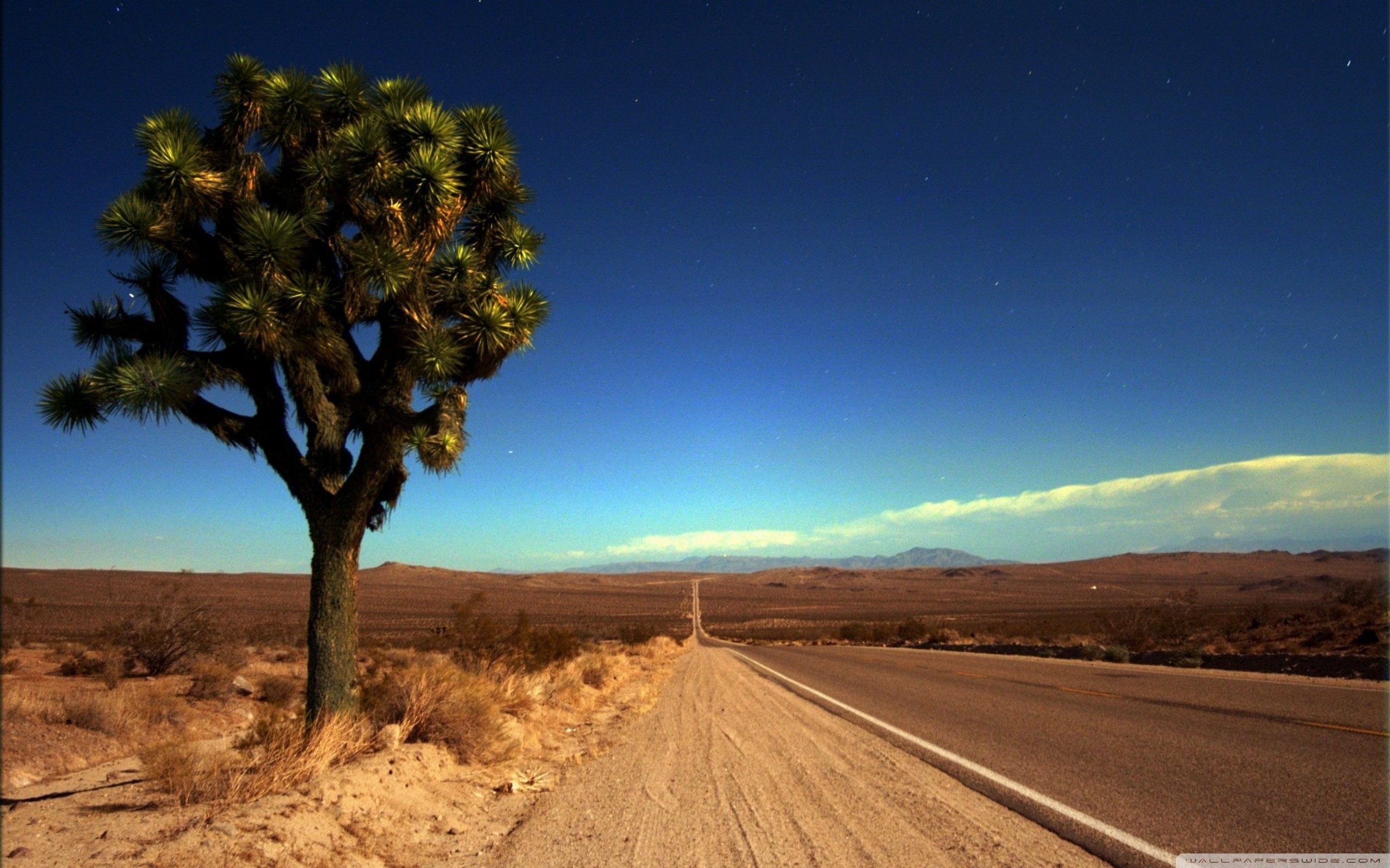 Albero di Giosuè, Deserto del Mojave, Strada, Cielo blu, 2K, sfondo desktop