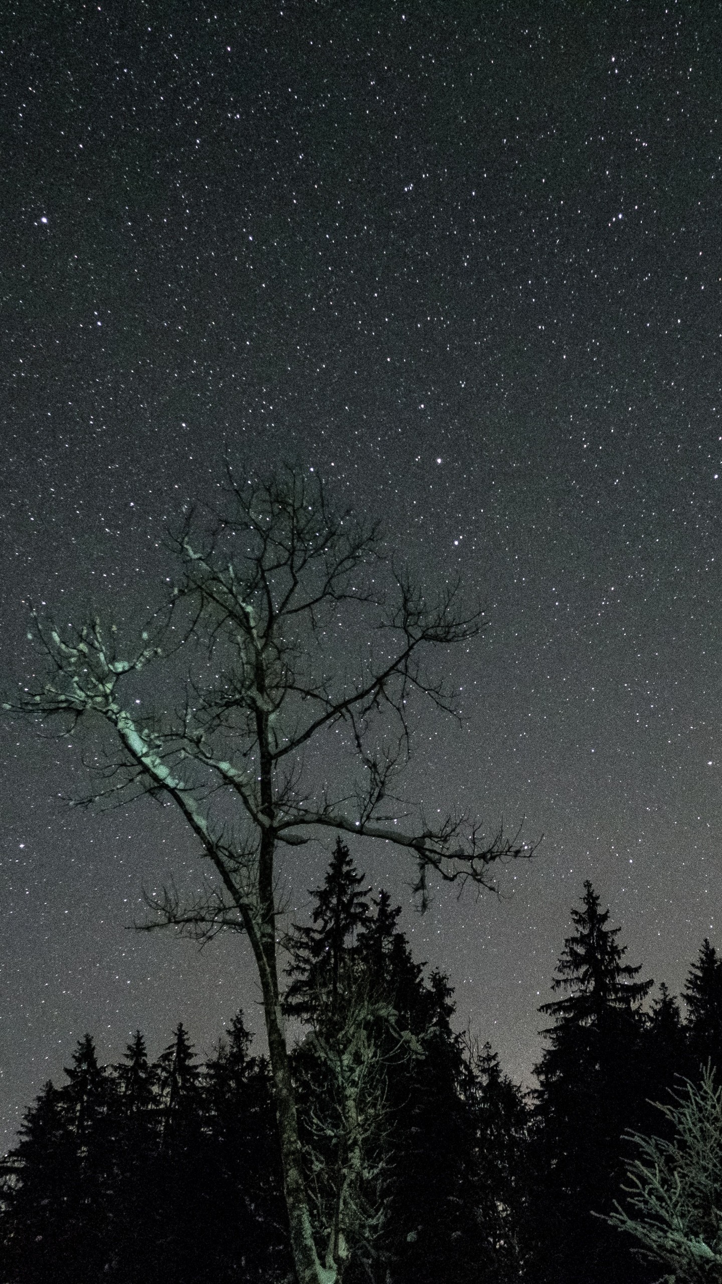 Albero, Cielo stellato, Notte, Foresta, QHD+, schermata di blocco del cellulare